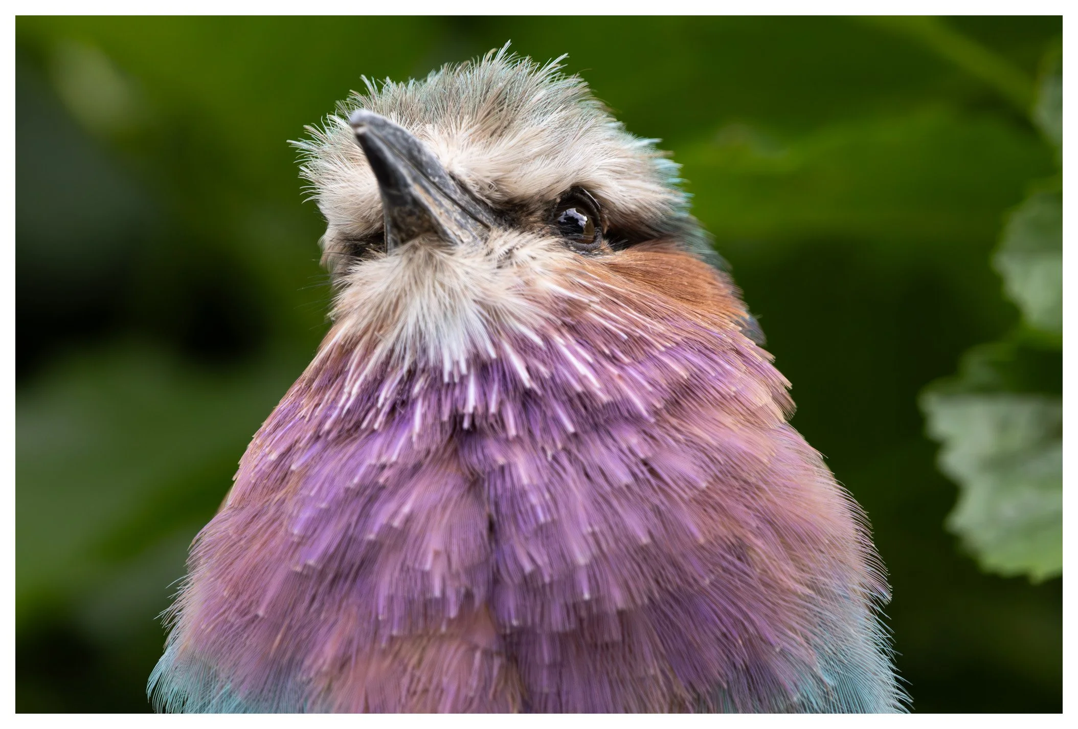 Close-up of a colorful bird with intricate feathers, primarily purple, pink, and cream, with a black beak and dark eyes, set against a blurred green background.