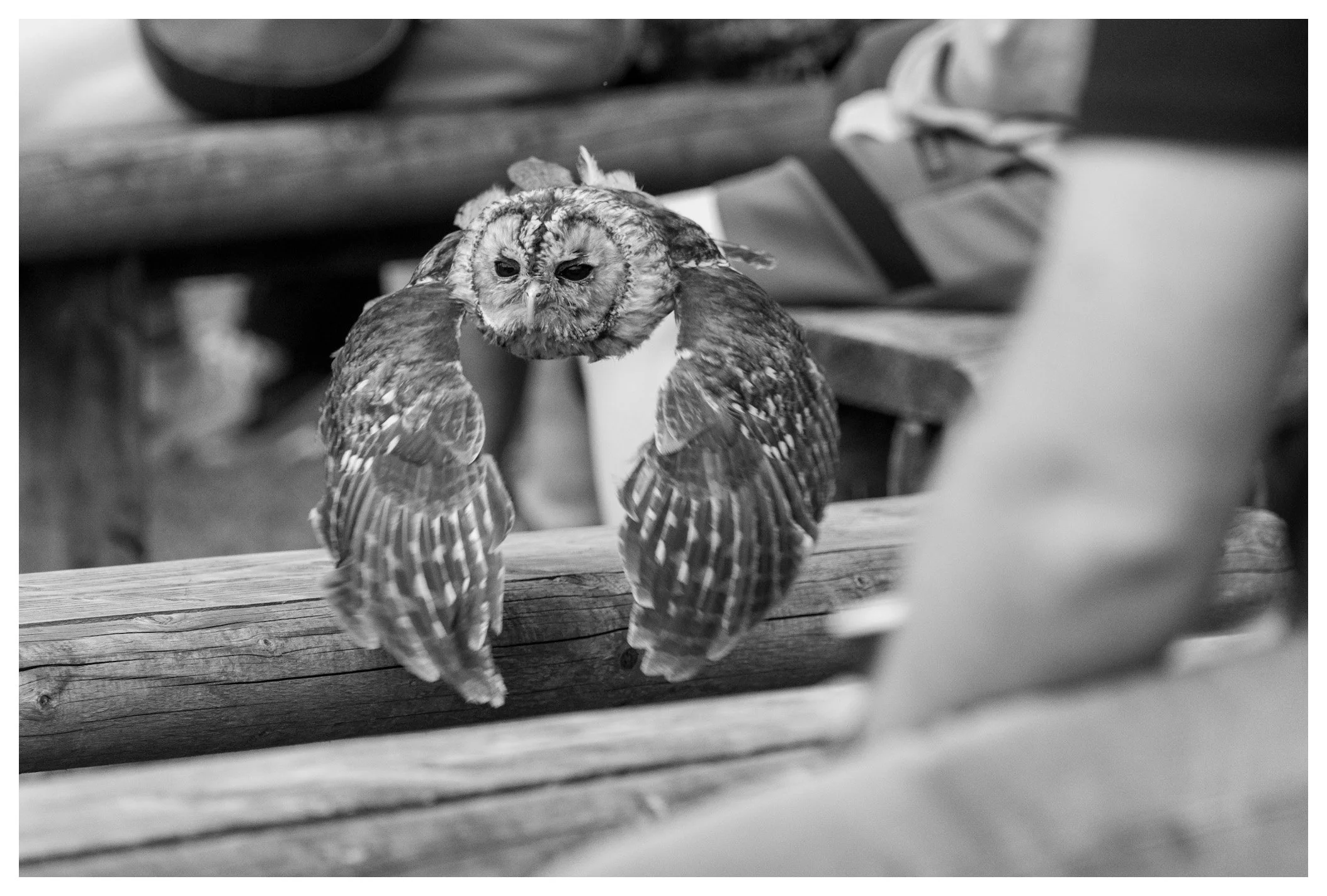 A black and white image of an owl with a owl face, perched on a wooden log, with furniture and objects in the background.