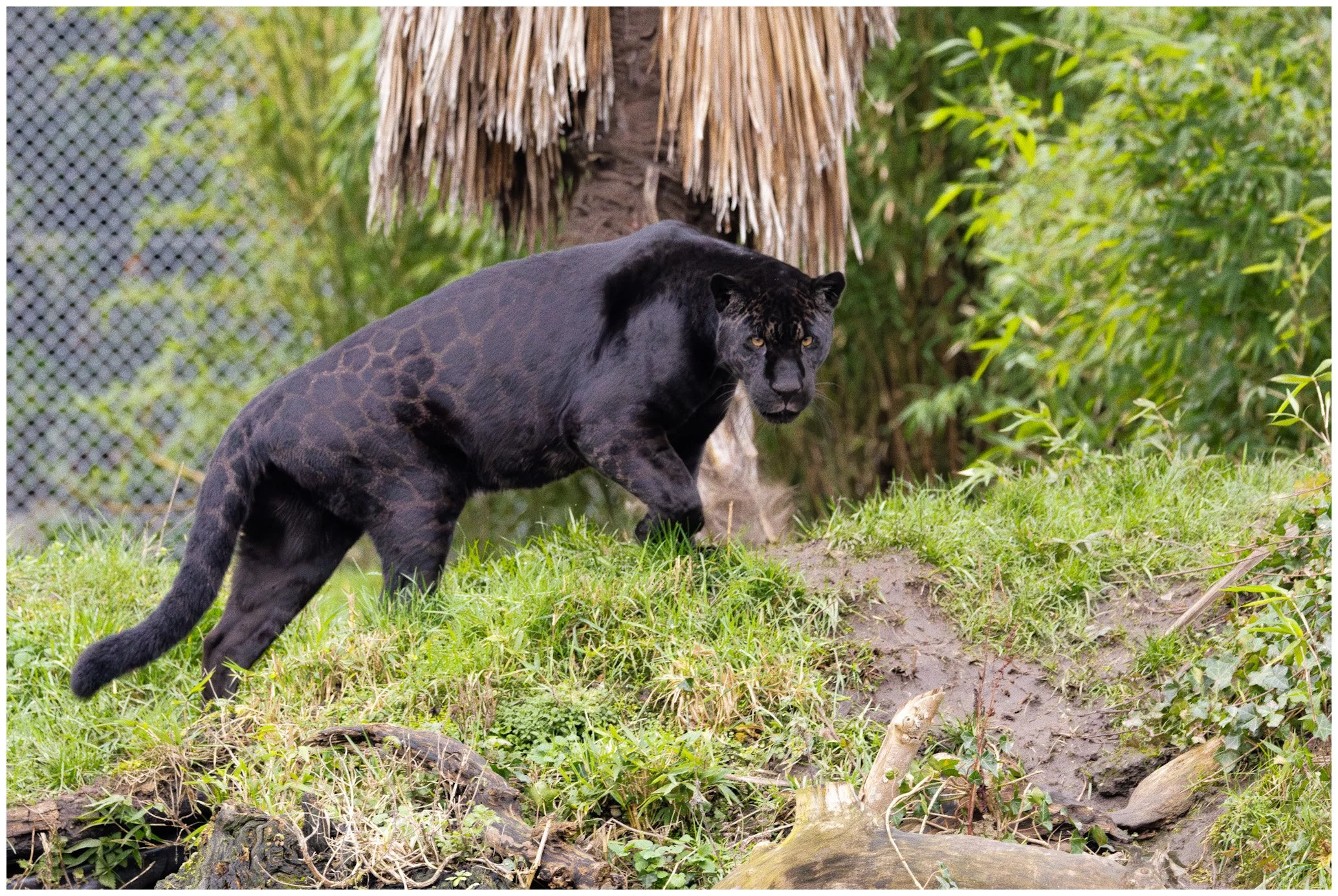 A black panther walking through green grass and plants in a lush outdoor environment.