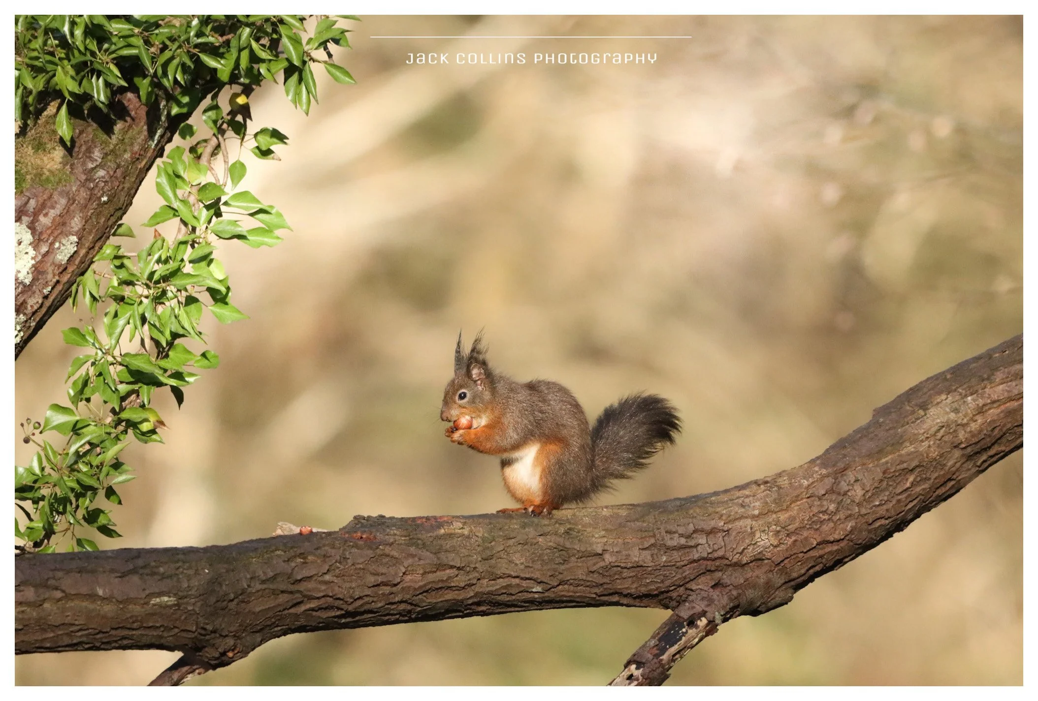 A squirrel with reddish-brown fur and a bushy tail sitting on a tree branch, holding an acorn. The background is blurred, showing green leaves and a natural outdoor setting.