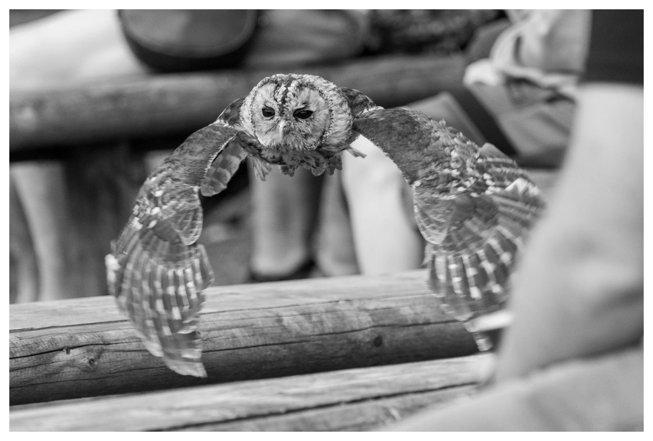 Black and white photo of an owl with outstretched wings sitting on a wooden log.
