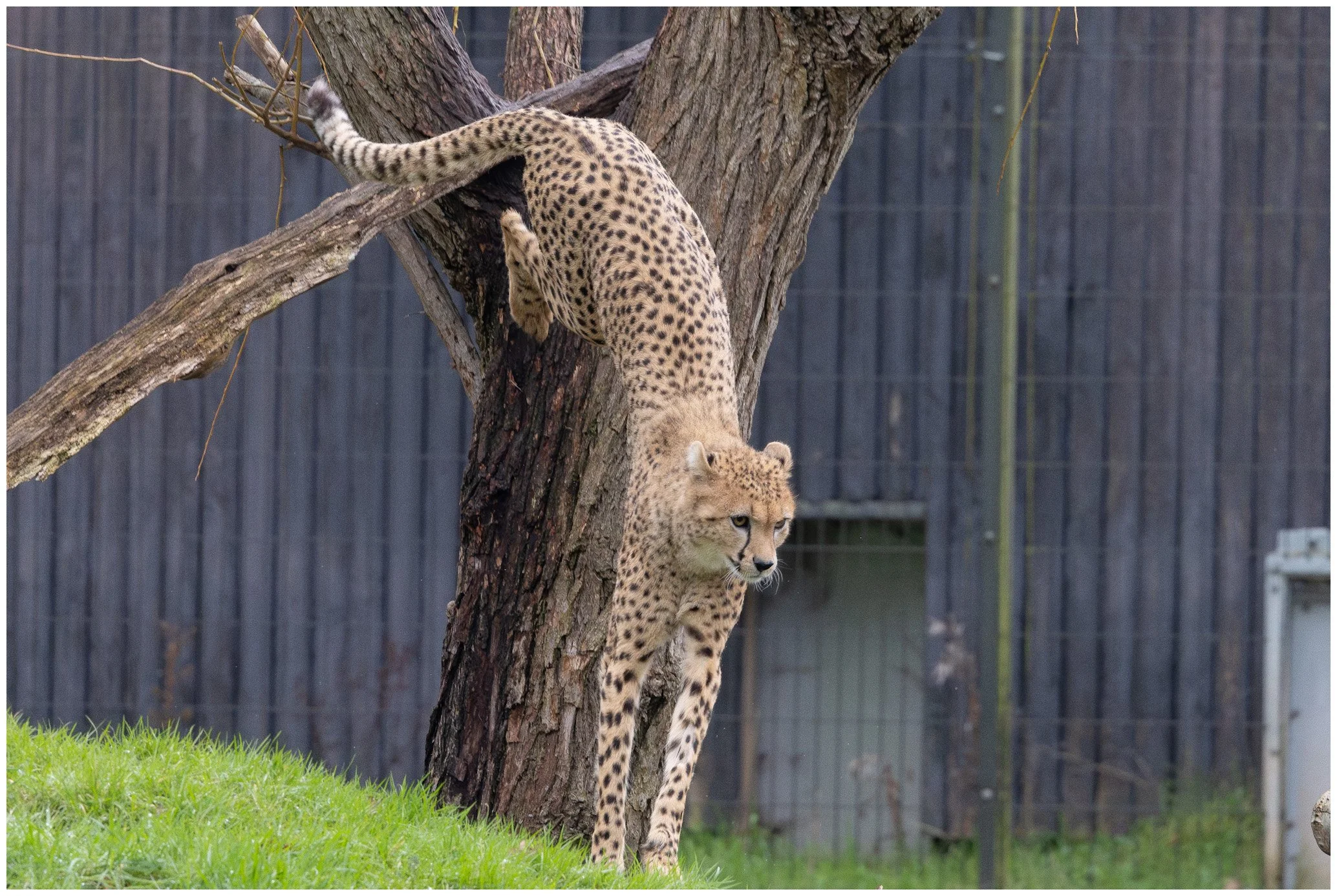 A cheetah climbing a tree in a fenced enclosure with green grass and a dark wooden fence in the background.