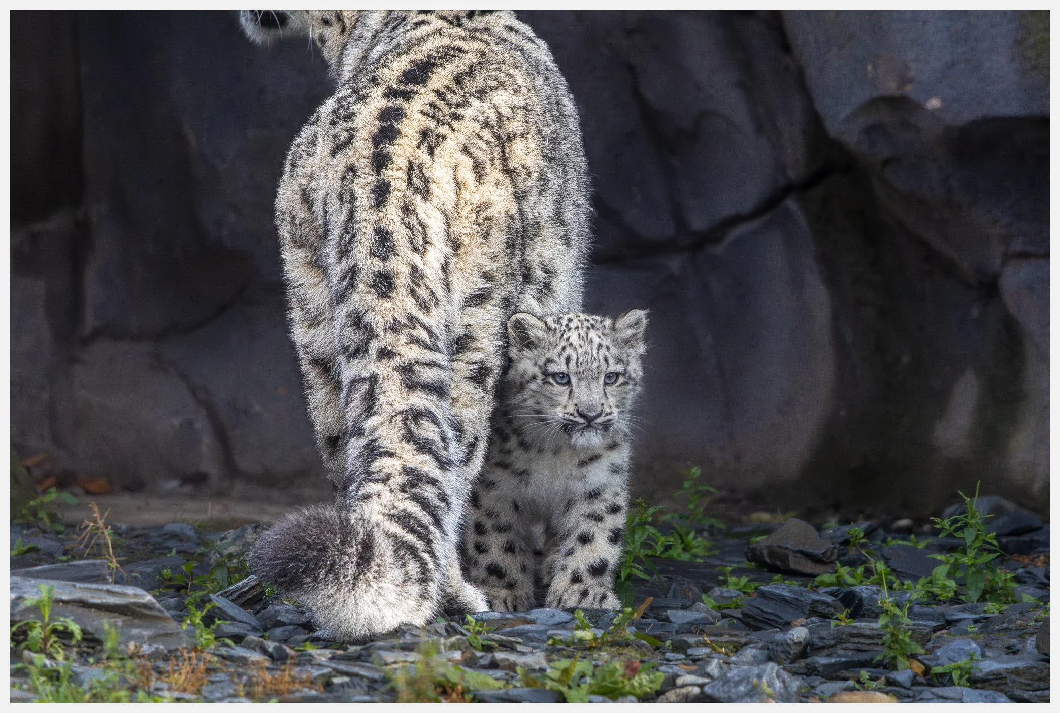A snow leopard cub sitting on rocky ground next to an adult snow leopard, with a dark rocky background.