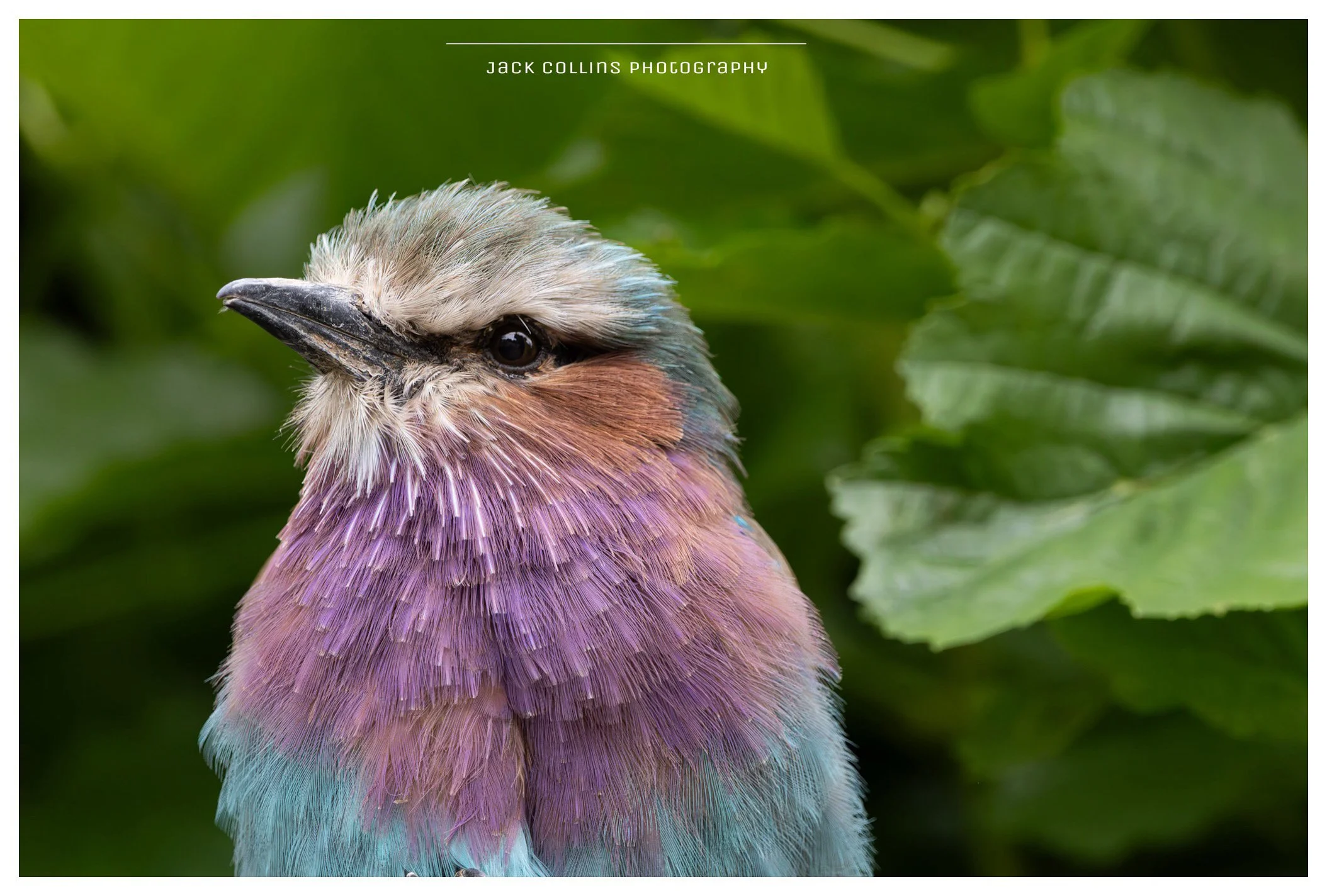 Close-up of a colorful bird with purple, blue, and brown feathers, surrounded by green leaves.