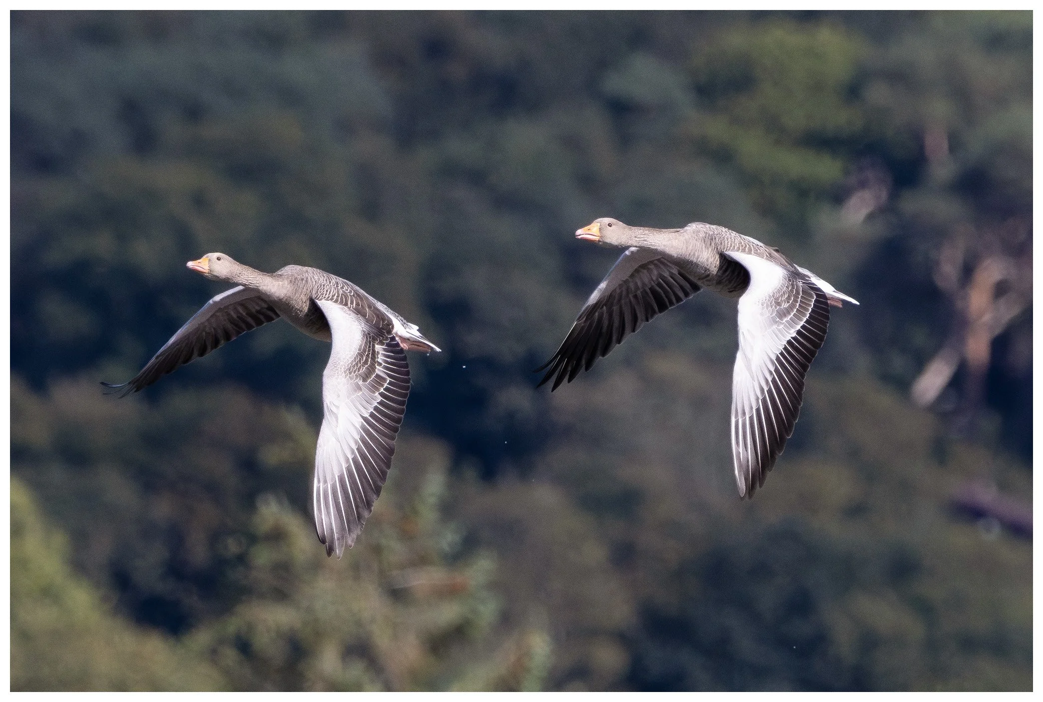 Two geese flying in the sky with a blurred background of trees.