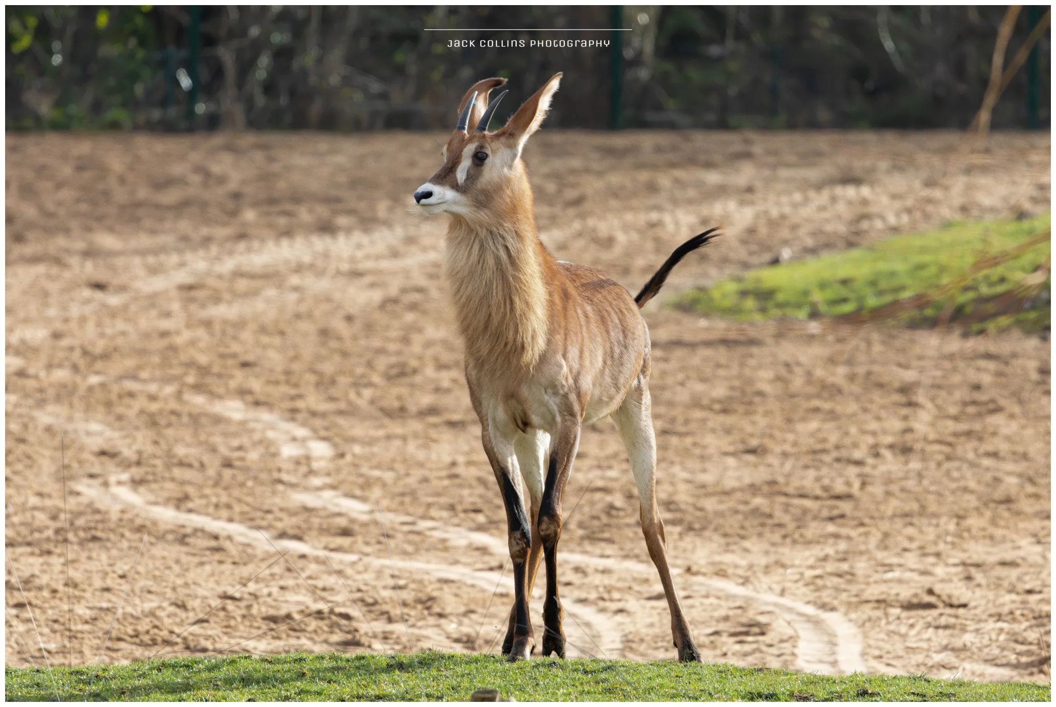 A young antelope standing on a grassy patch with a dirt background, facing slightly to the left with long, curved horns and striped markings on its face.