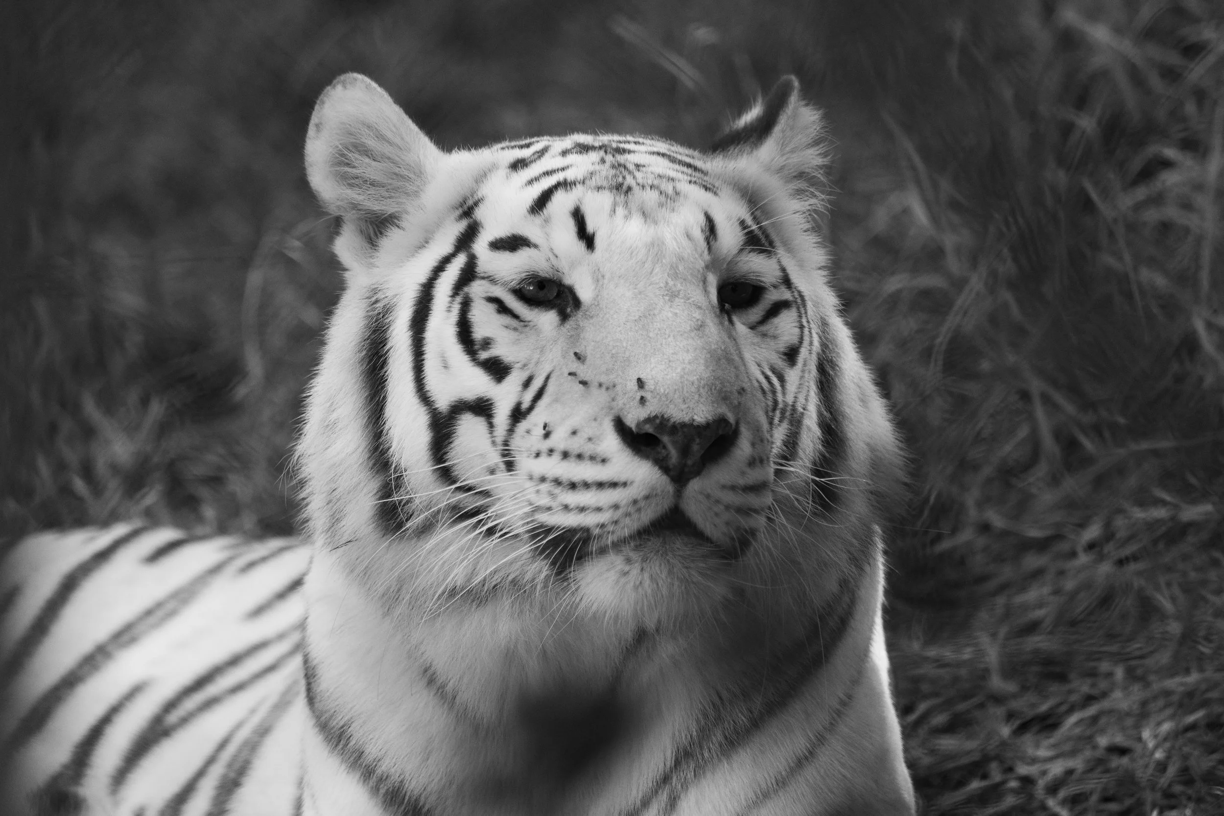 Close-up black and white photo of a white tiger with black stripes, looking at the camera, surrounded by grass.