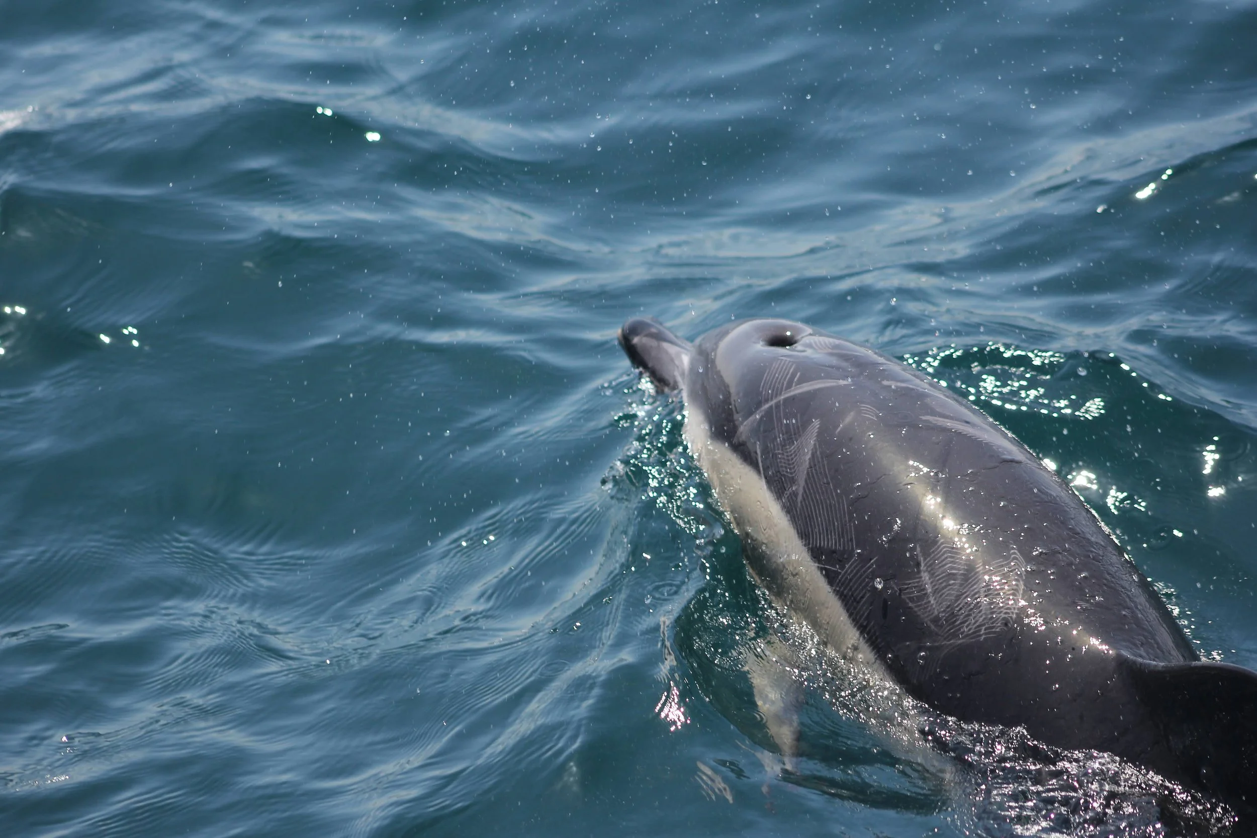 A close-up of a whale surfacing in the ocean, with its head partially visible above the water.