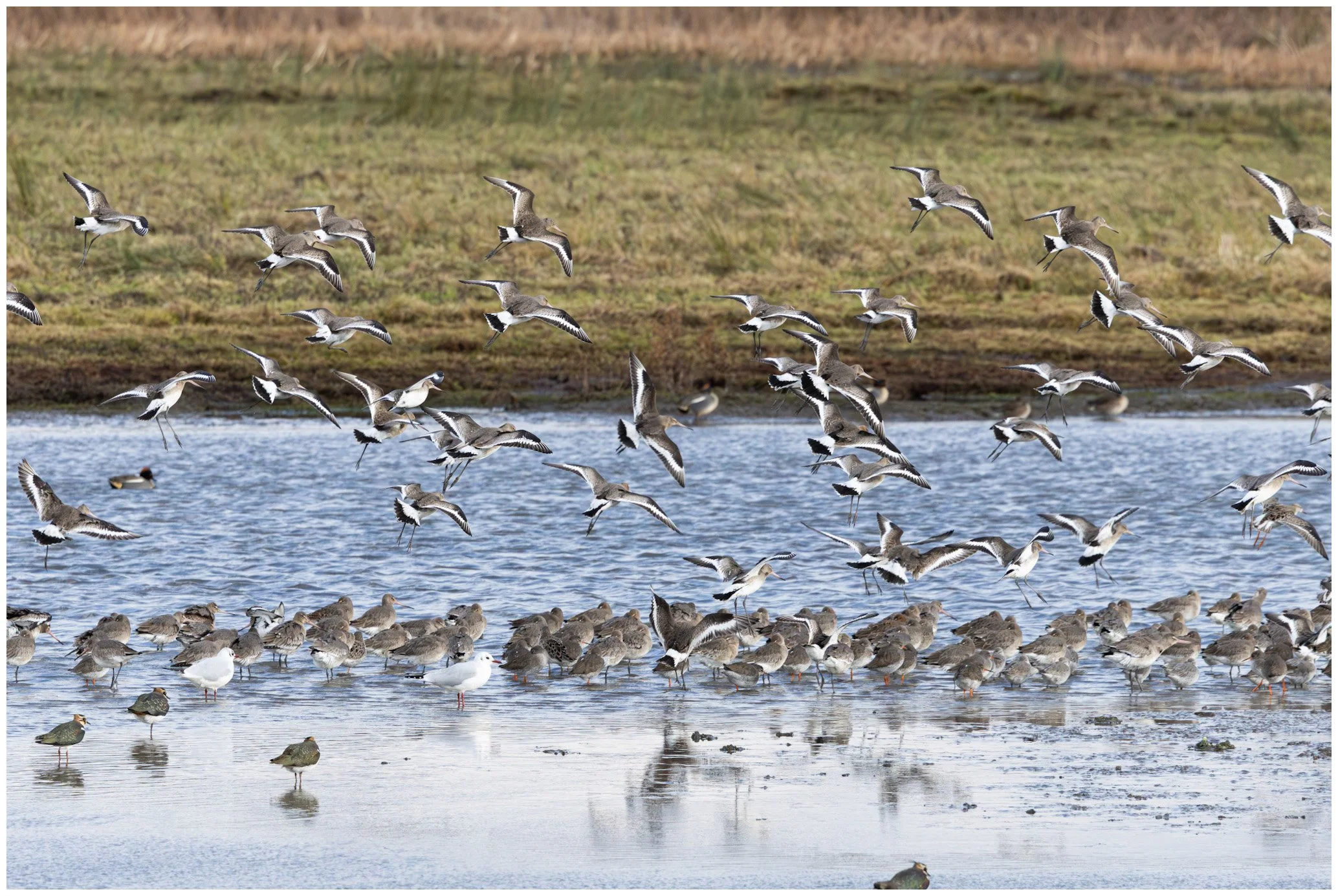 A flock of shorebirds, including some at the water's edge and others flying above, in a marshy wetland area with grassy land in the background.