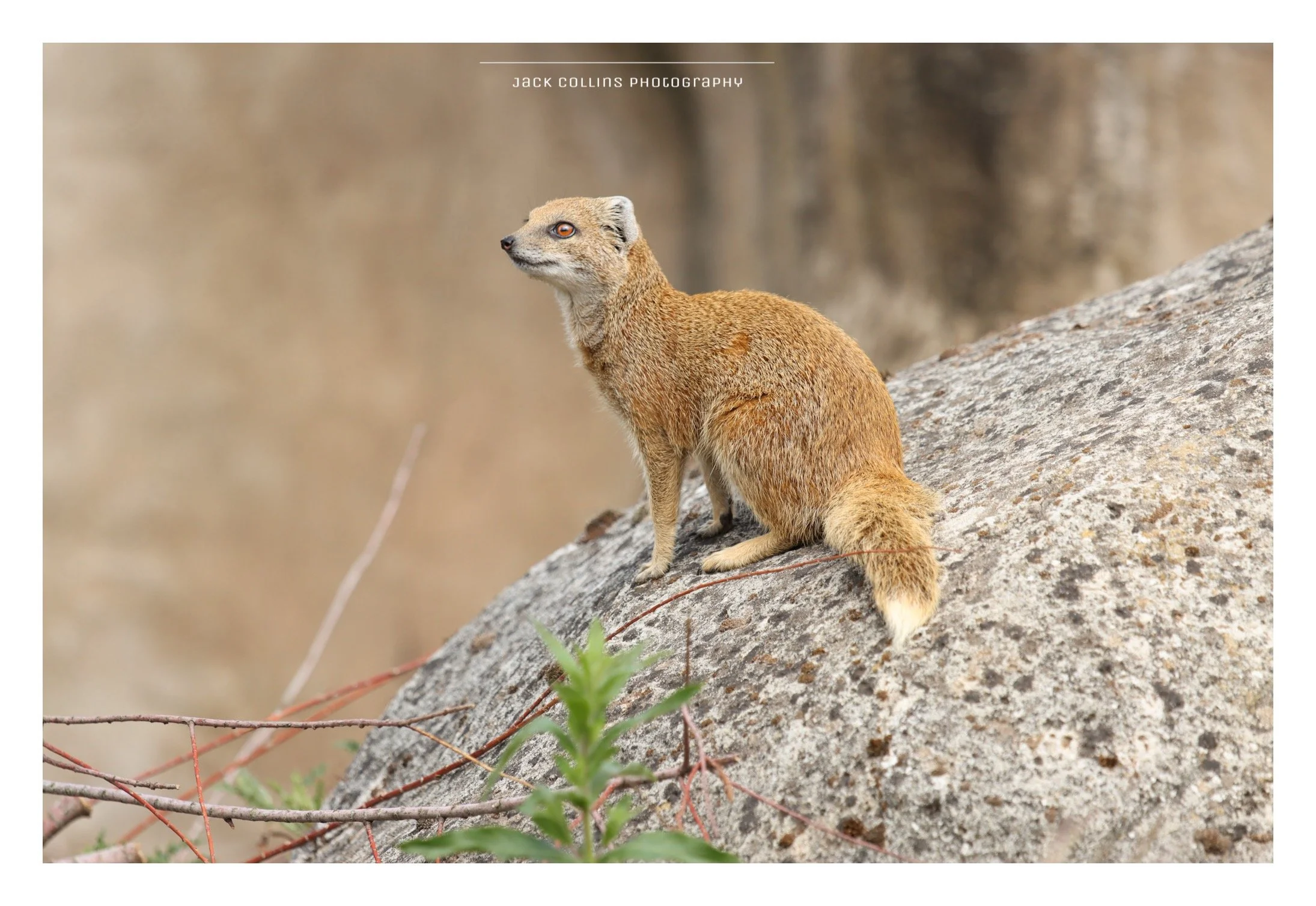 A small, furry, fox-like animal with sandy-colored fur sitting on a large rock in a natural setting with a blurred background.