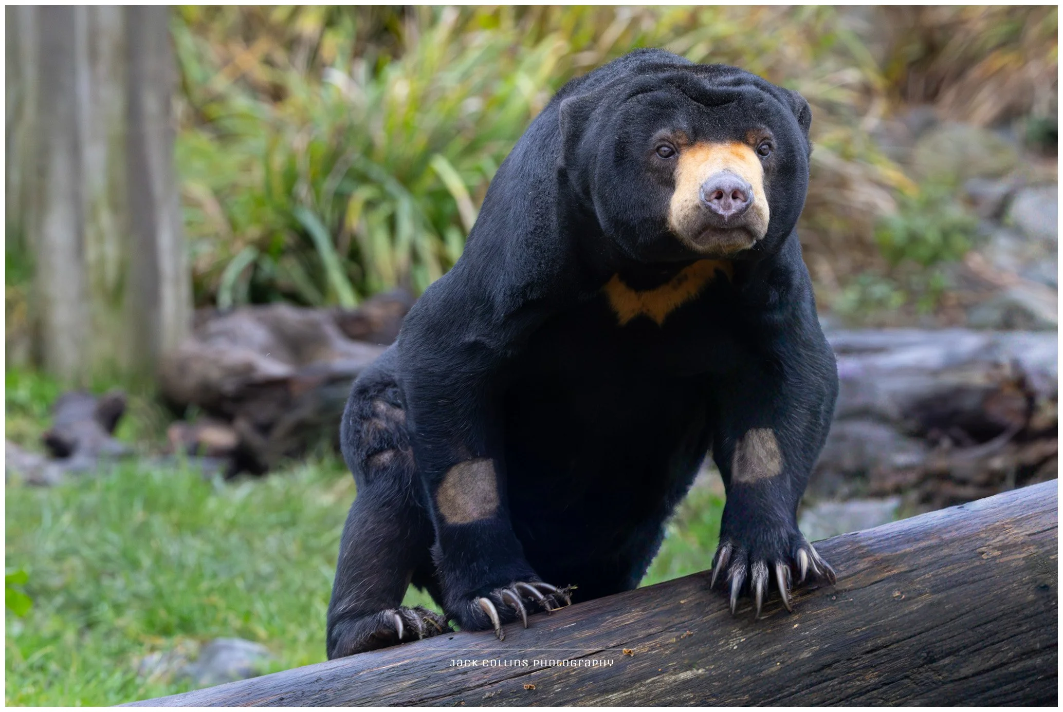 A black bear with brown markings on its face and chest climbing on a log in a forested area.