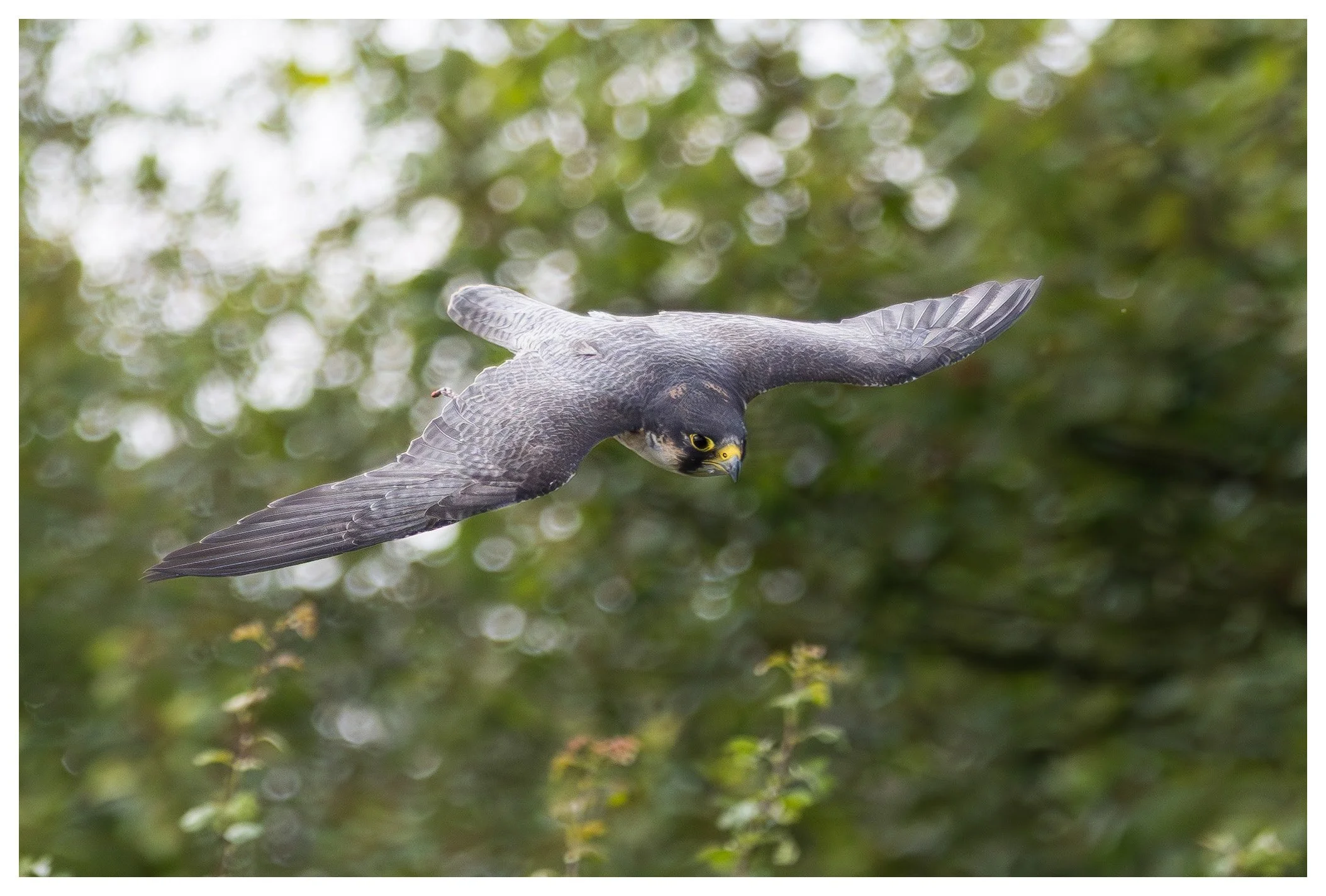 A bird of prey, likely a falcon, flying with wings spread wide over green foliage.