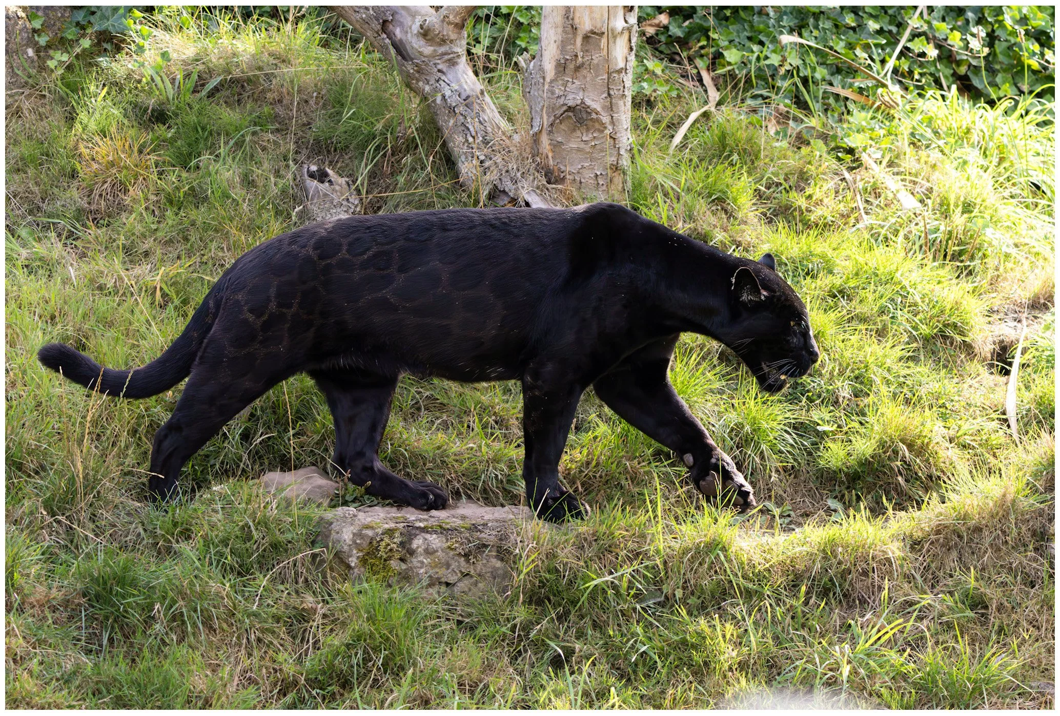 A black panther walking through a grassy area with trees in the background.