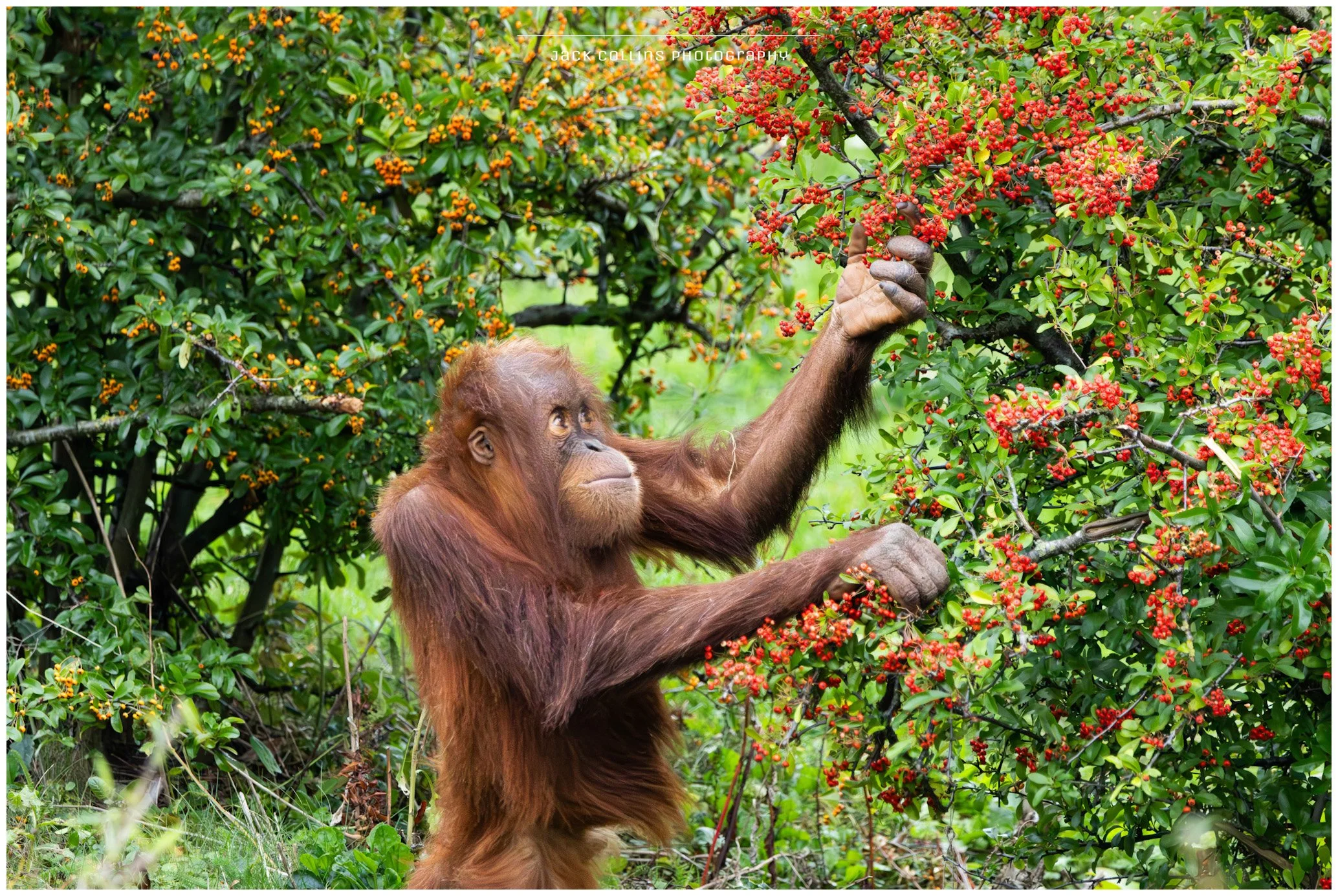 Young orangutan climbing a shrub with red berries in a lush green outdoor setting.