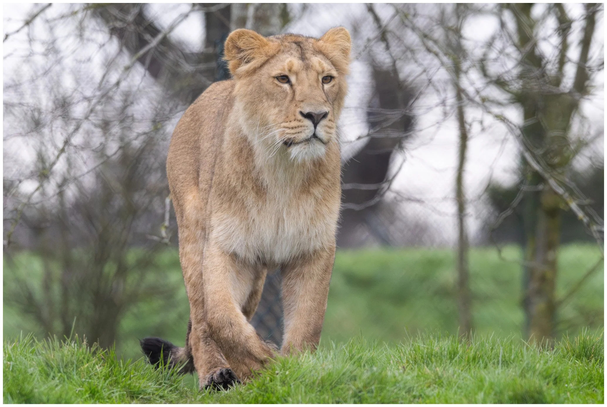 A lioness walking on green grass with trees in the background.