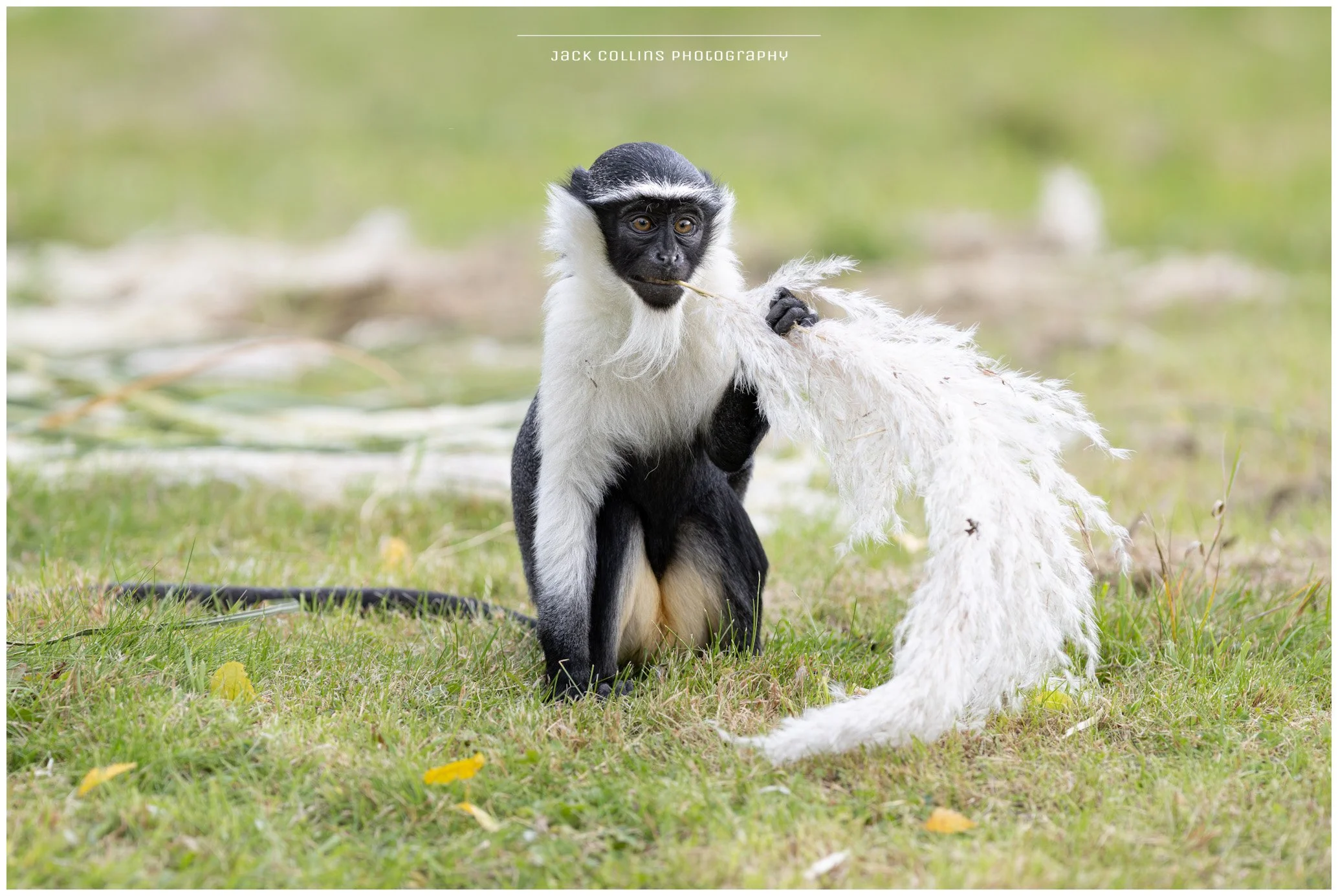 A black and white monkey holding a large white feather in its hand on a grassy field.