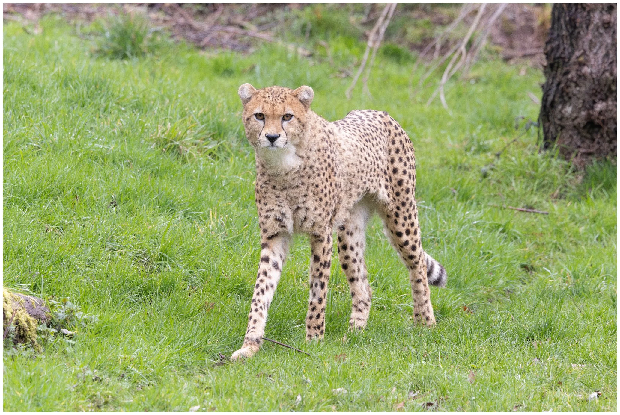 A wild cheetah standing on a grassy field with a tree trunk in the background.