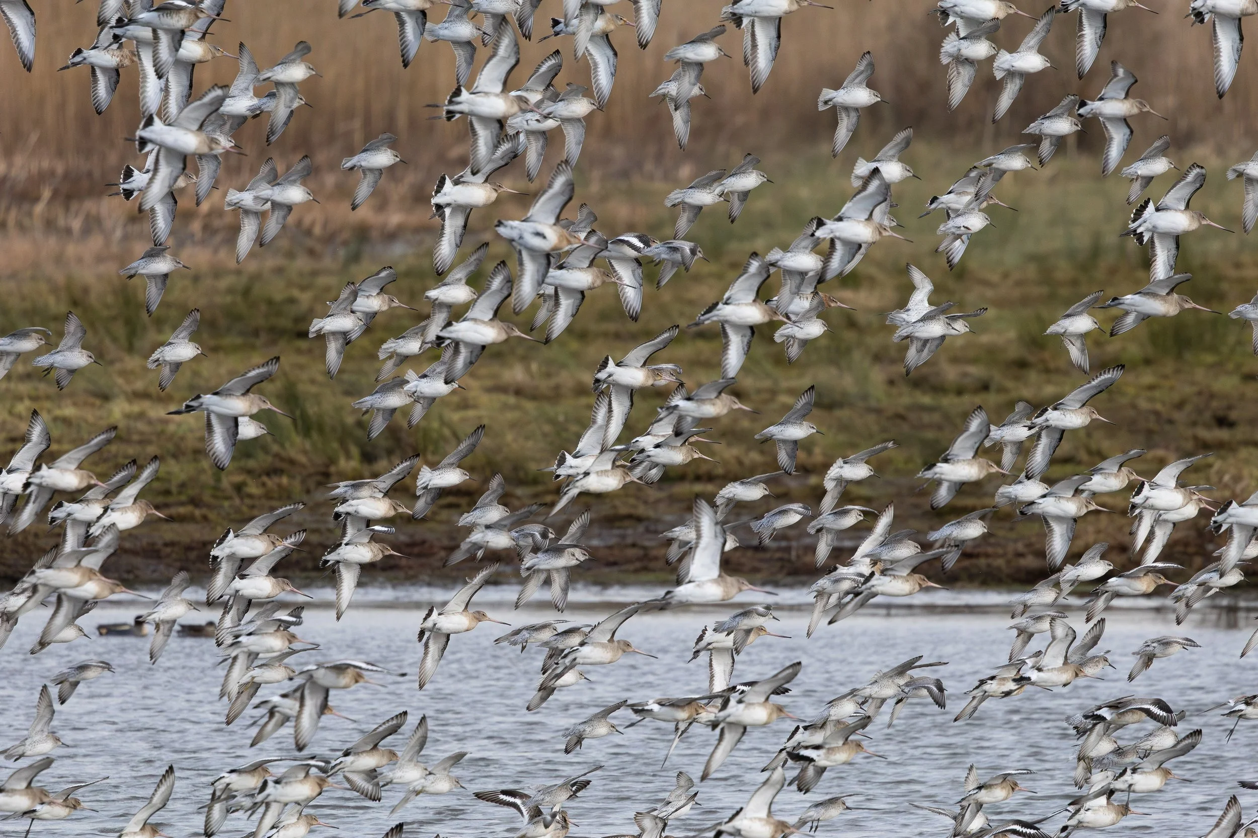 A large flock of shorebirds flying over a body of water and marshland with tall grass in the background.