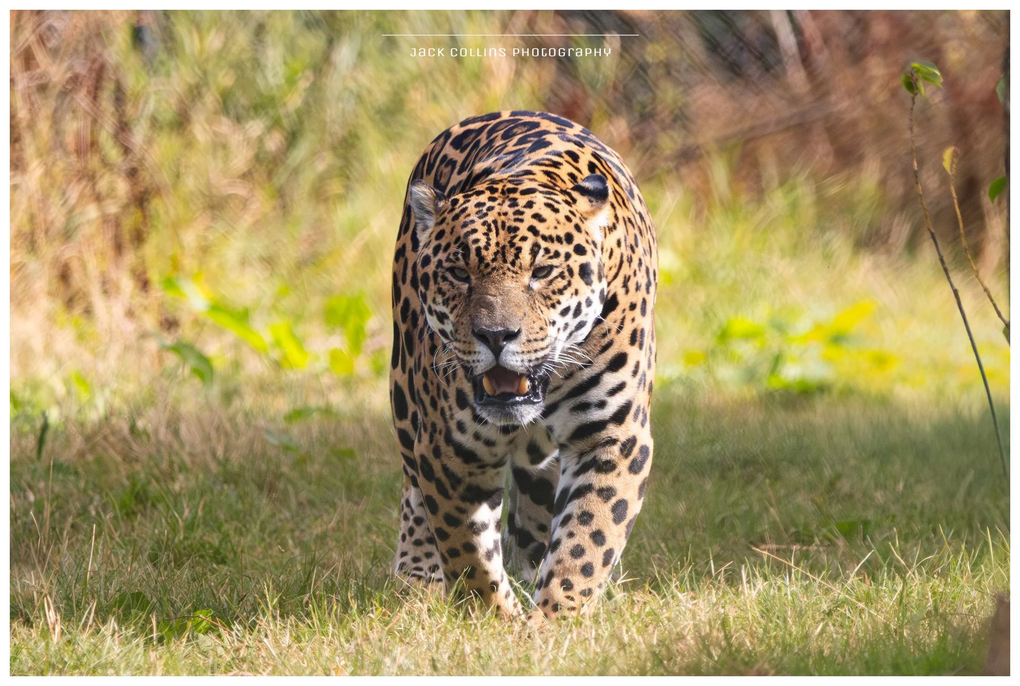 A jaguar walking through a grassy area with a blurred background of foliage.