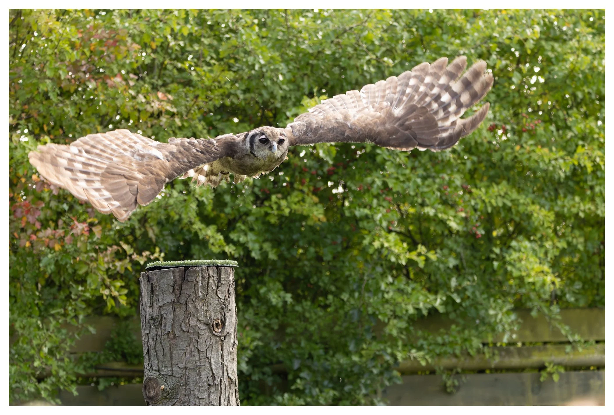 A bird with owl-like facial features flying over a tree stump with a green leafy background.
