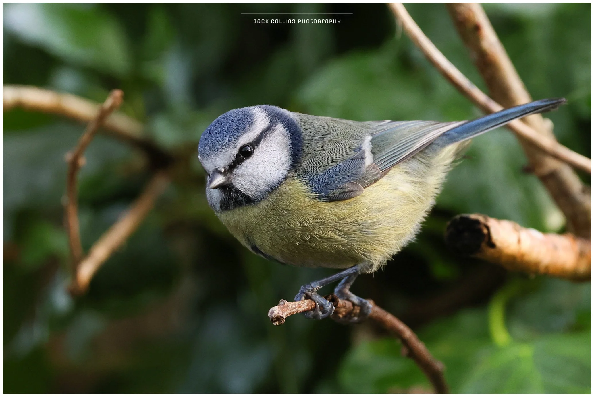 A blue and yellow bird perched on a branch with green foliage in the background.