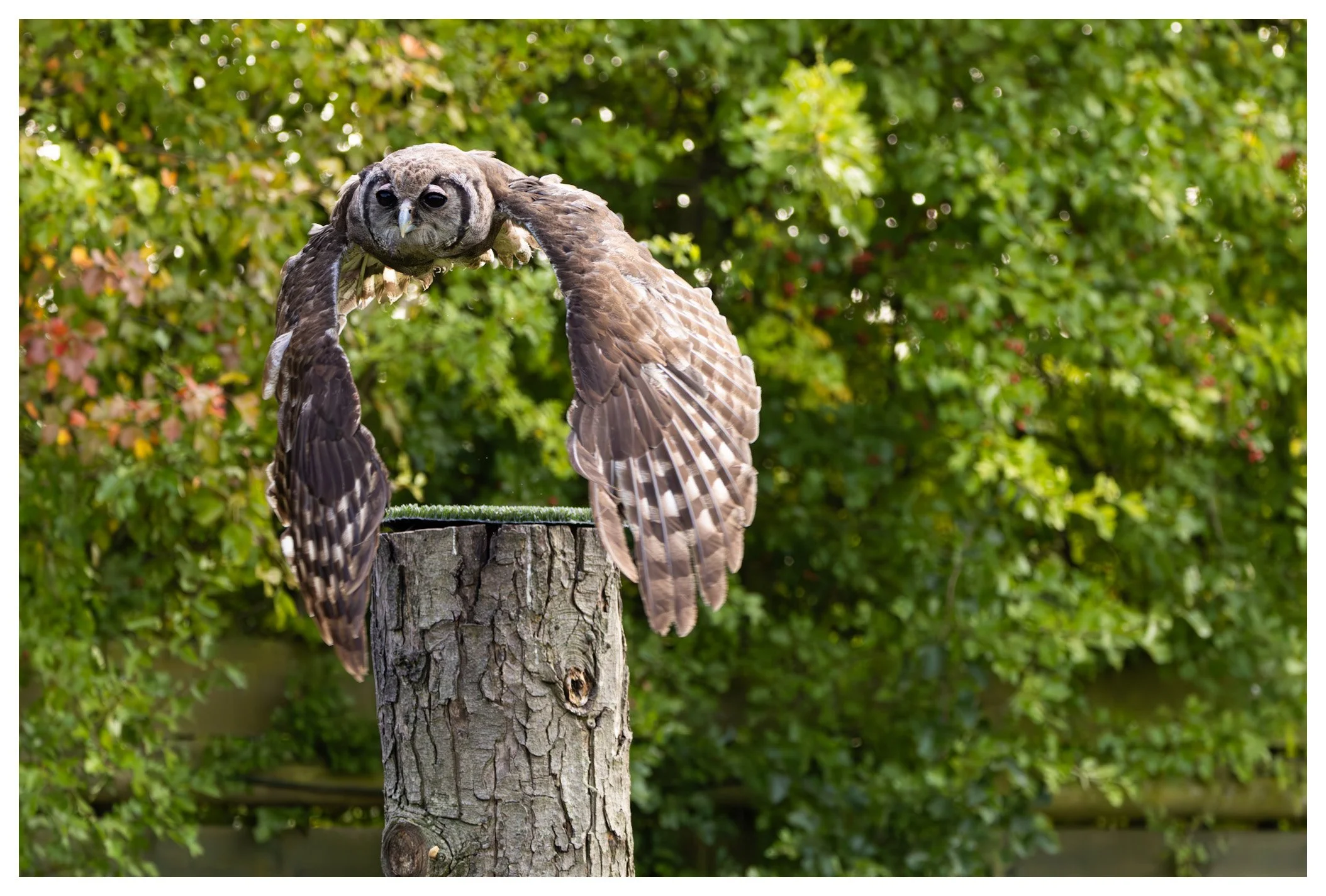 An owl with a distorted, elongated body perched on a weathered tree stump against a background of green leafy trees.