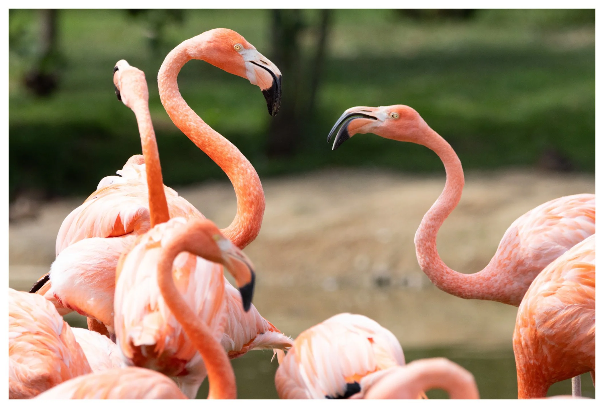 A group of pink flamingos standing near water with a blurred green background.