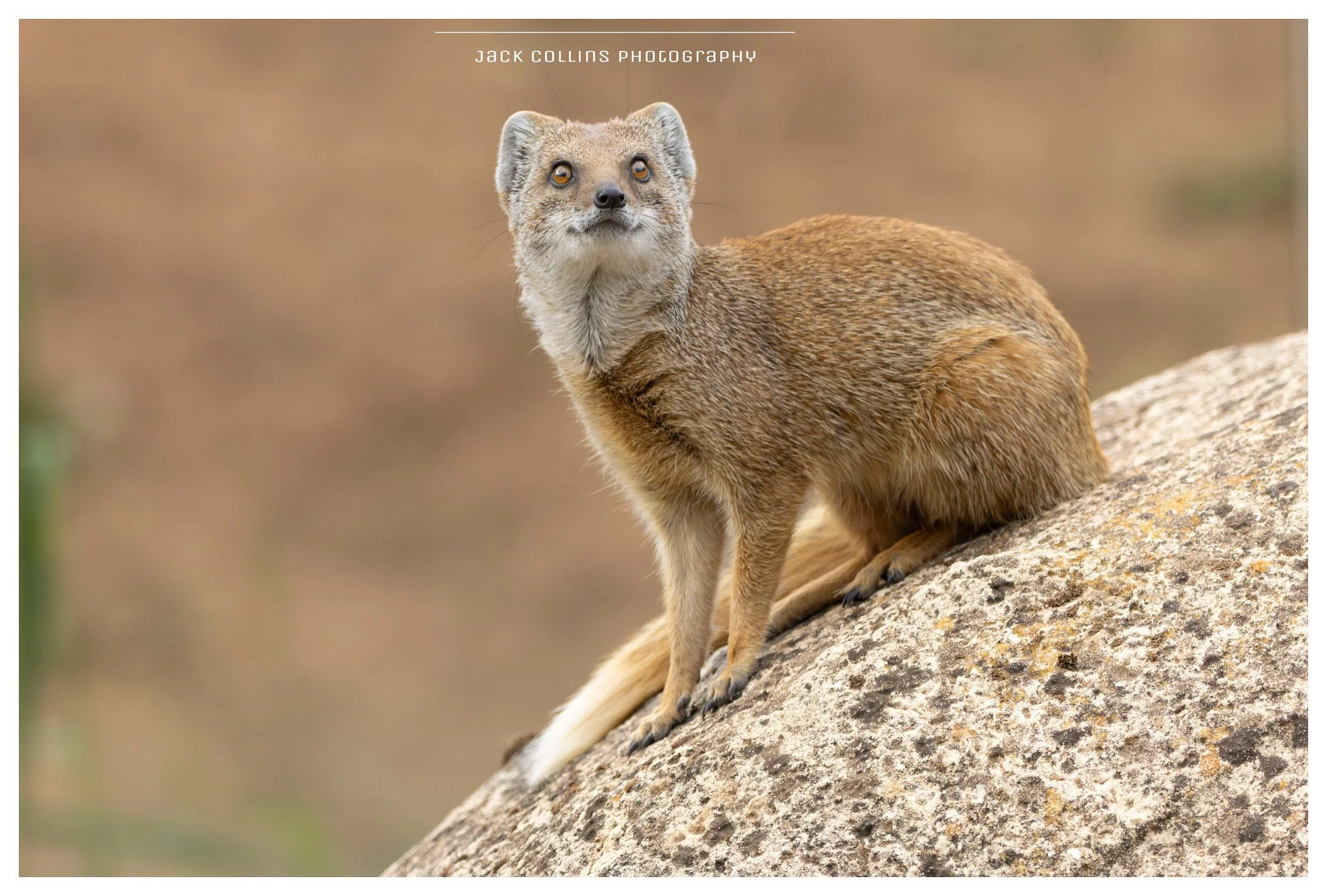 A photo of a mongoose sitting on a large rock with a blurred natural background.