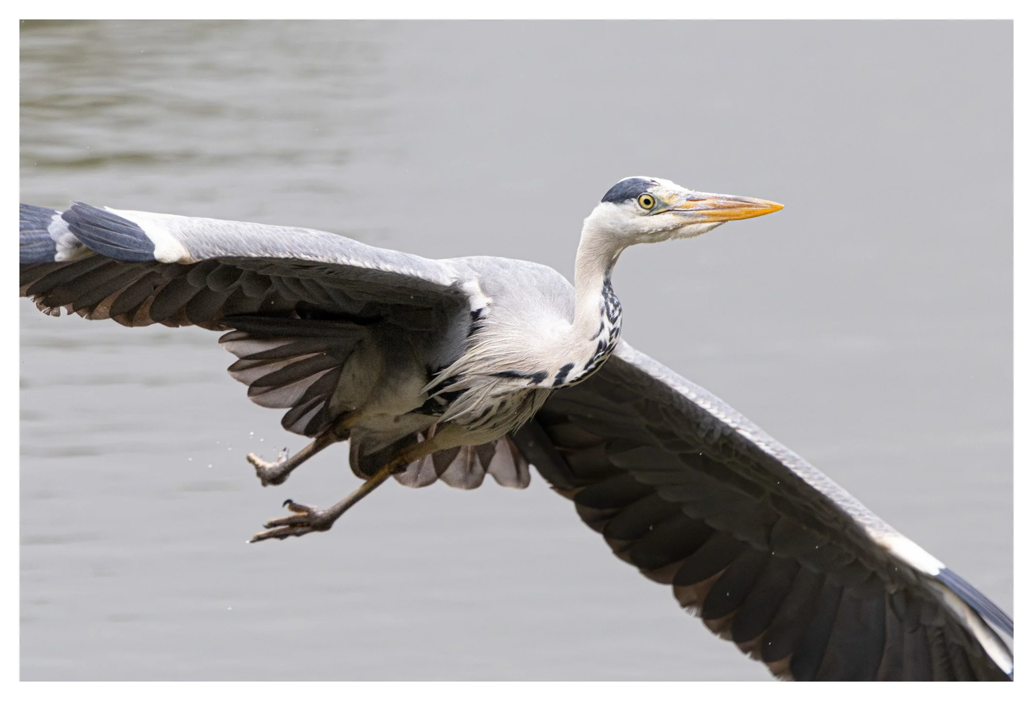 A heron flying over water with its wings spread wide and its long beak pointing forward.
