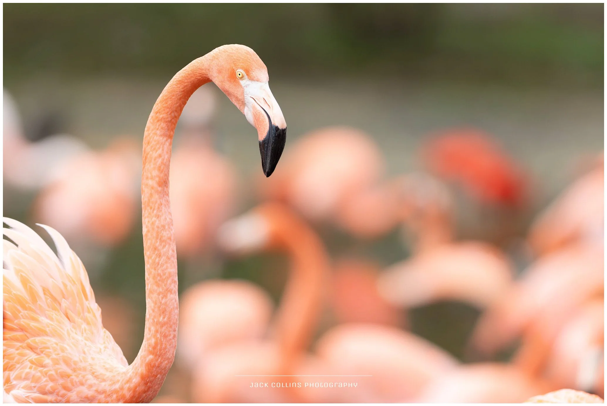 Close-up of a pink flamingo with a curved neck, black-tipped beak, and yellow eye, with blurred flamingos in the background.