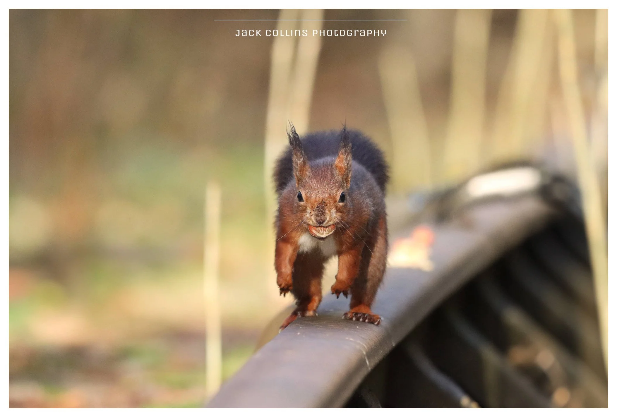 A small squirrel walking on a metal railing with a nut in its mouth, surrounded by blurred green and brown background.