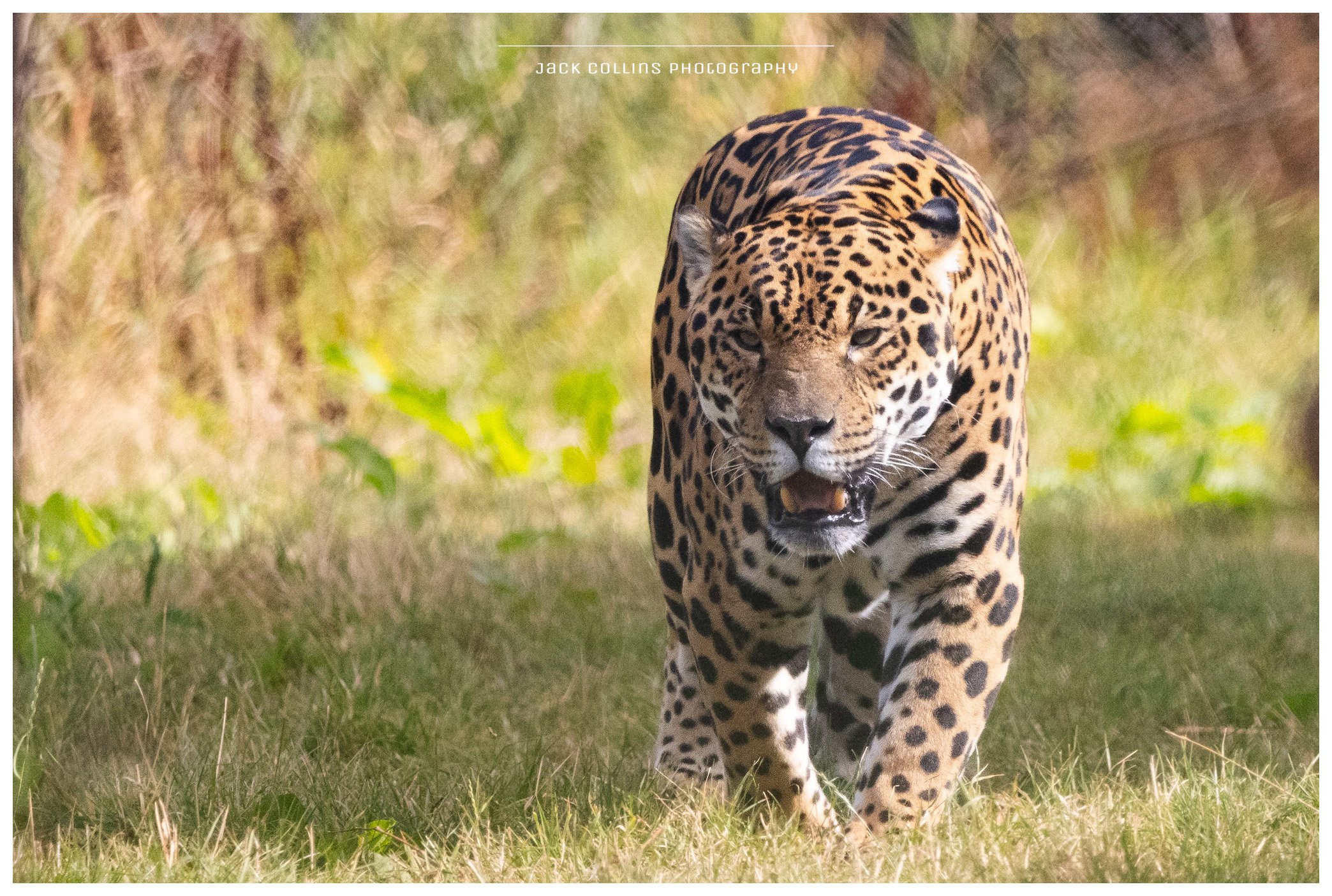 A jaguar walking on grass with a blurred natural background.