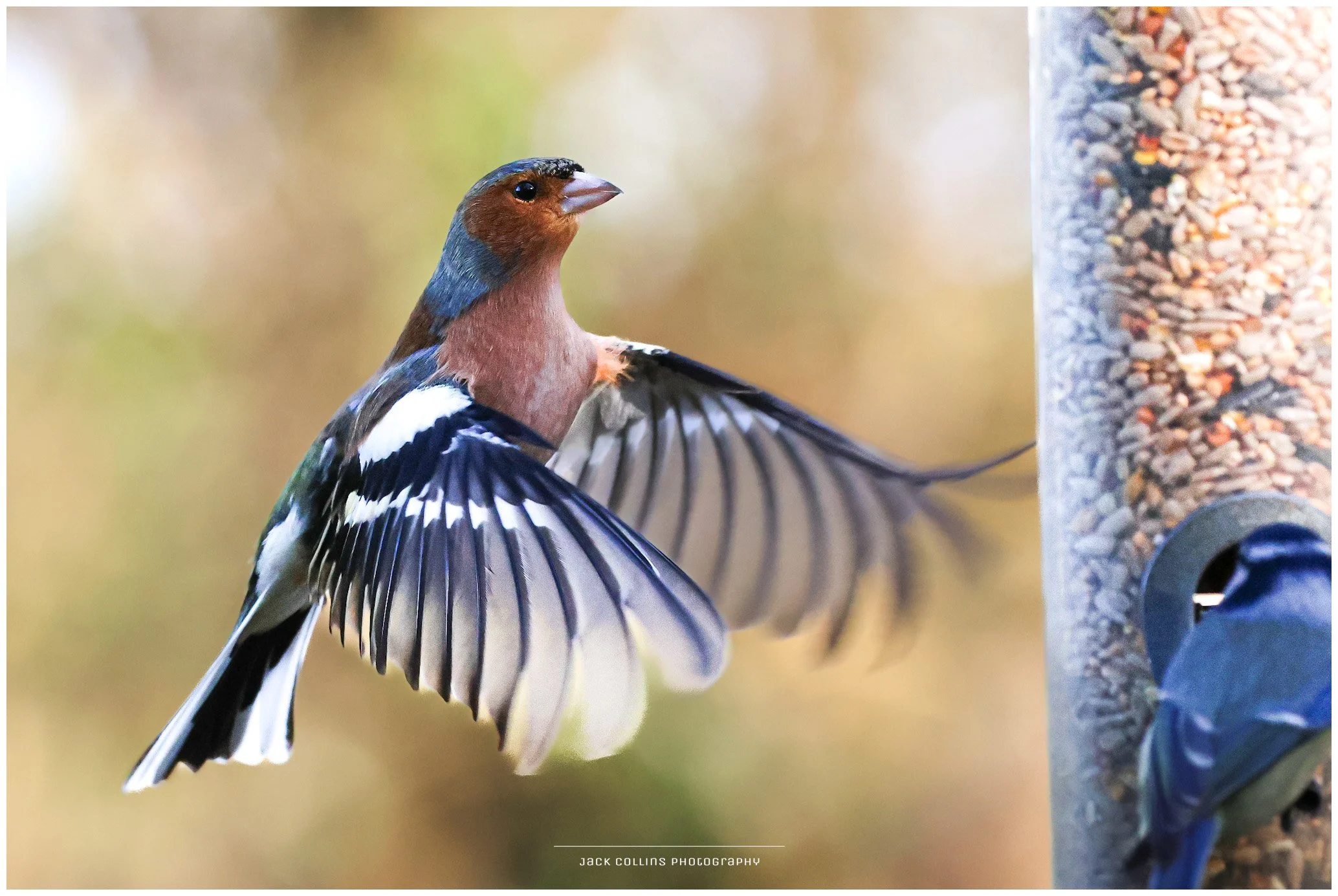 A Small finch bird with brown, white, black, and blue feathers perched and feeding on a bird feeder filled with seeds.