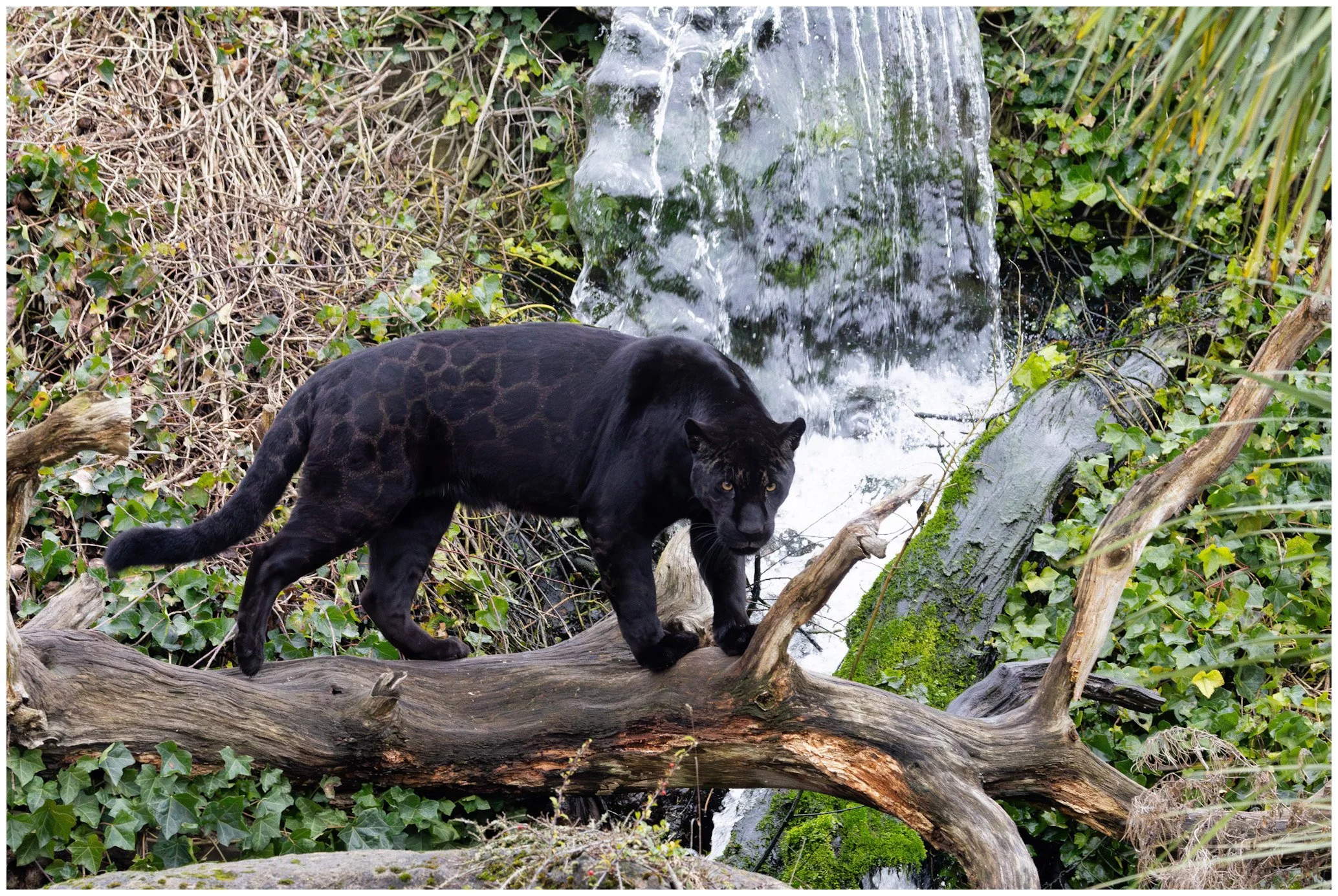 A black panther with a sleek coat walking on a fallen tree branch in a lush, green forest with a small waterfall in the background.