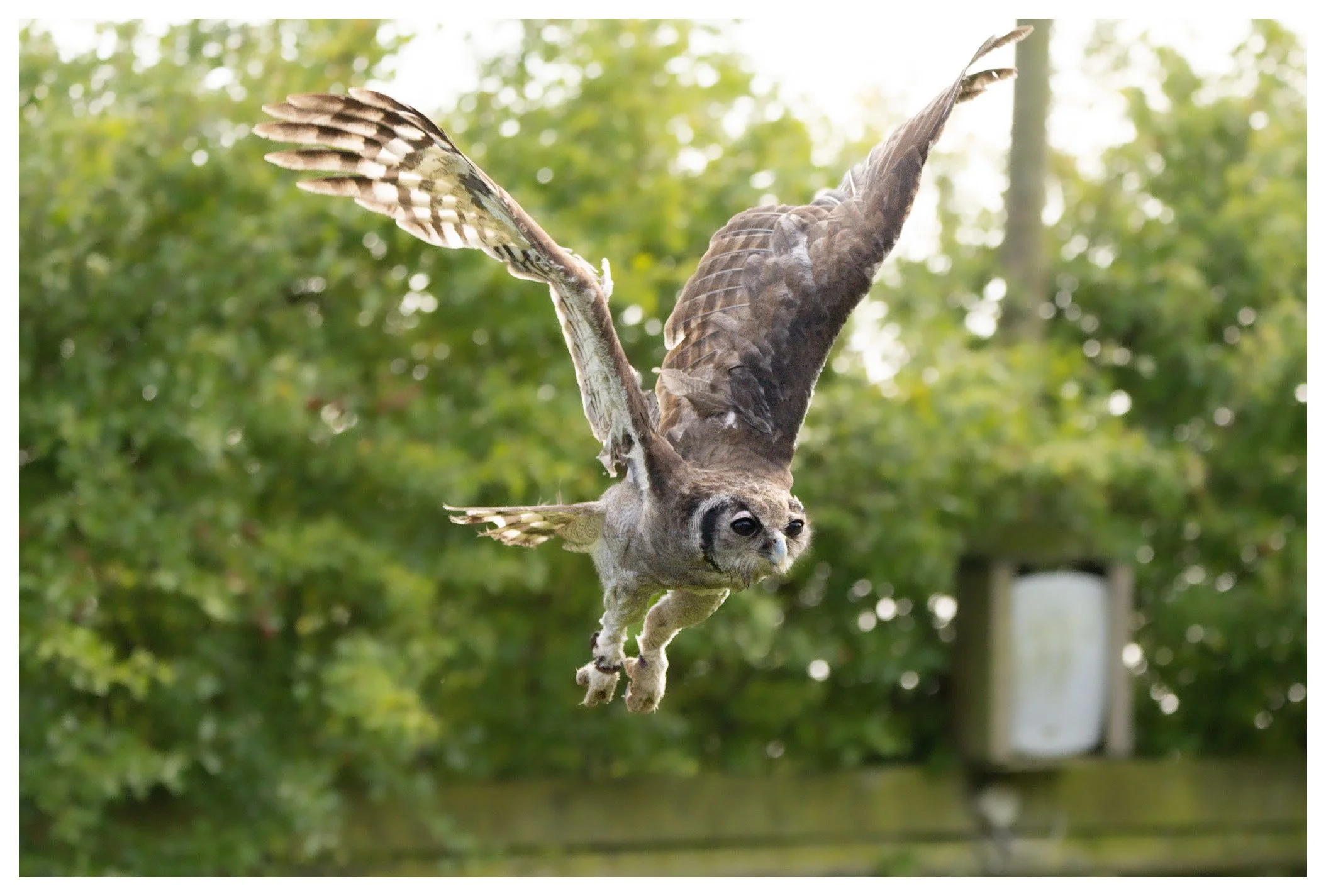 An owl with brown and white feathers flying outdoors against a green leafy background.
