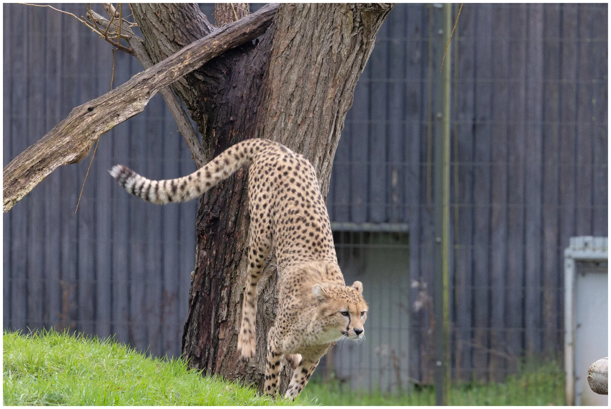 A cheetah climbing down a tree in a zoo enclosure with a grassy ground and a wooden fence in the background.