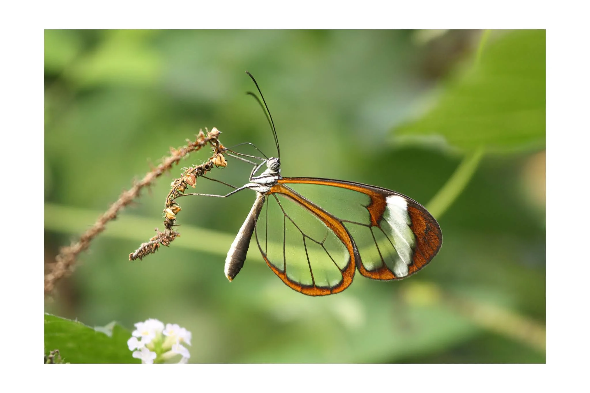 A glass winged butterfly perched on a plant stem with a green blurred background.