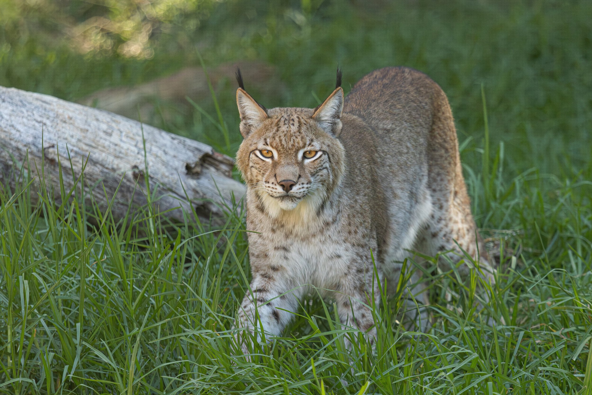 A wild bobcat walking through tall green grass near fallen logs in a forested area.