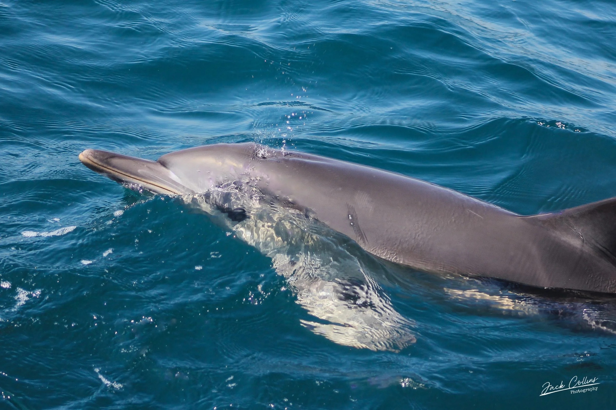 A dolphin swimming in the ocean, with its head and part of its body visible above the water surface.