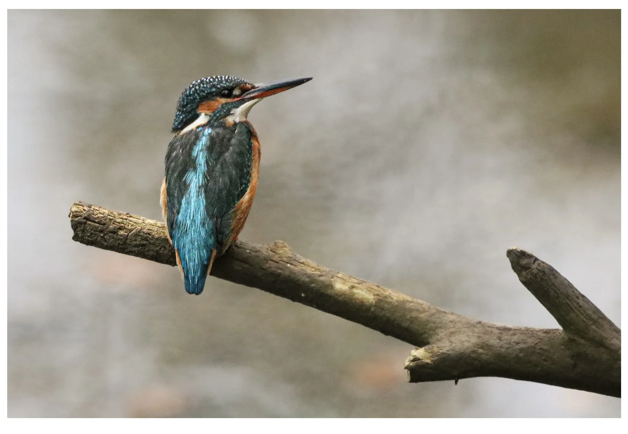 A colorful kingfisher bird with blue, orange, and black feathers perched on a diagonal tree branch against a blurred, neutral background.
