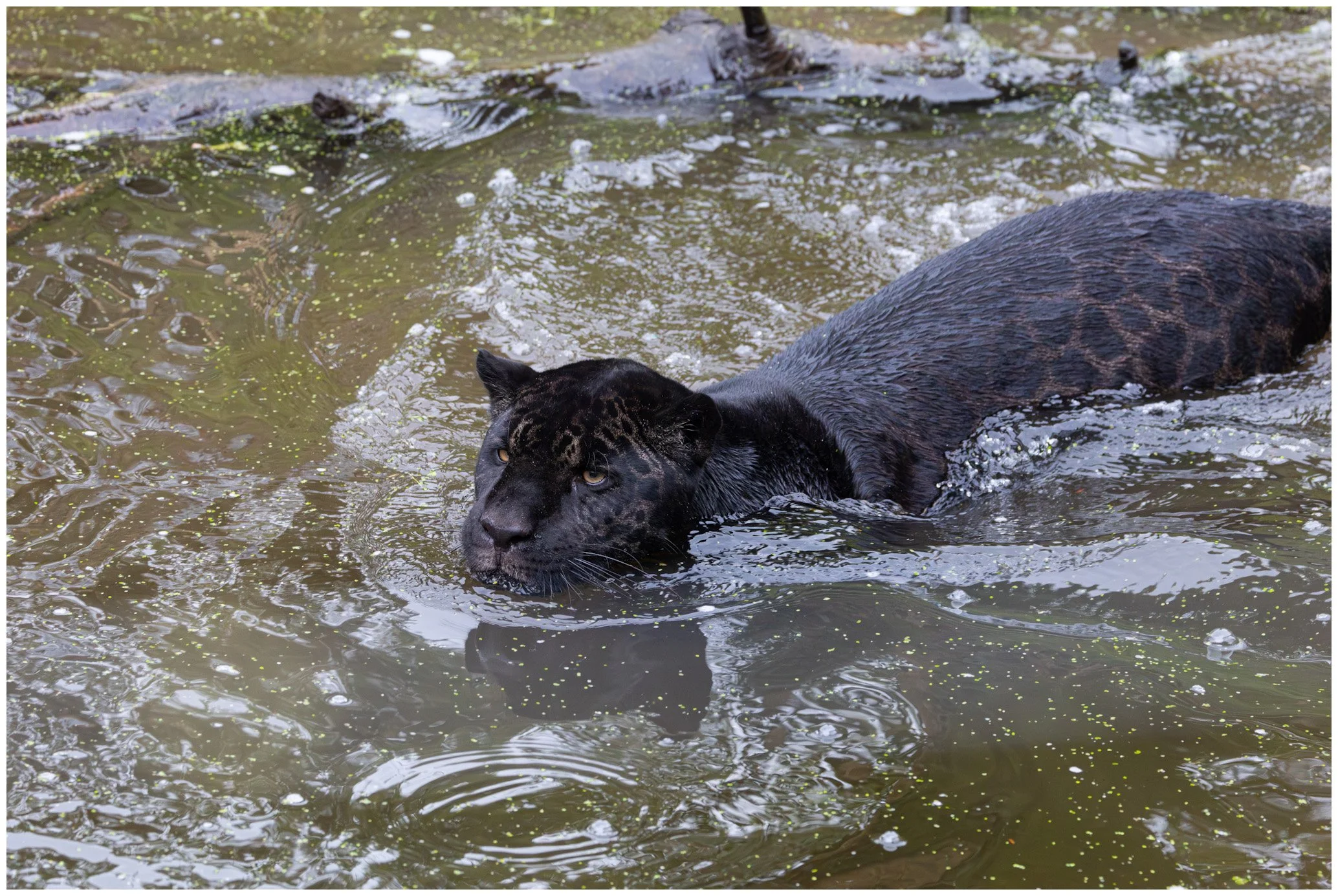 A black jaguar swimming in a body of water.