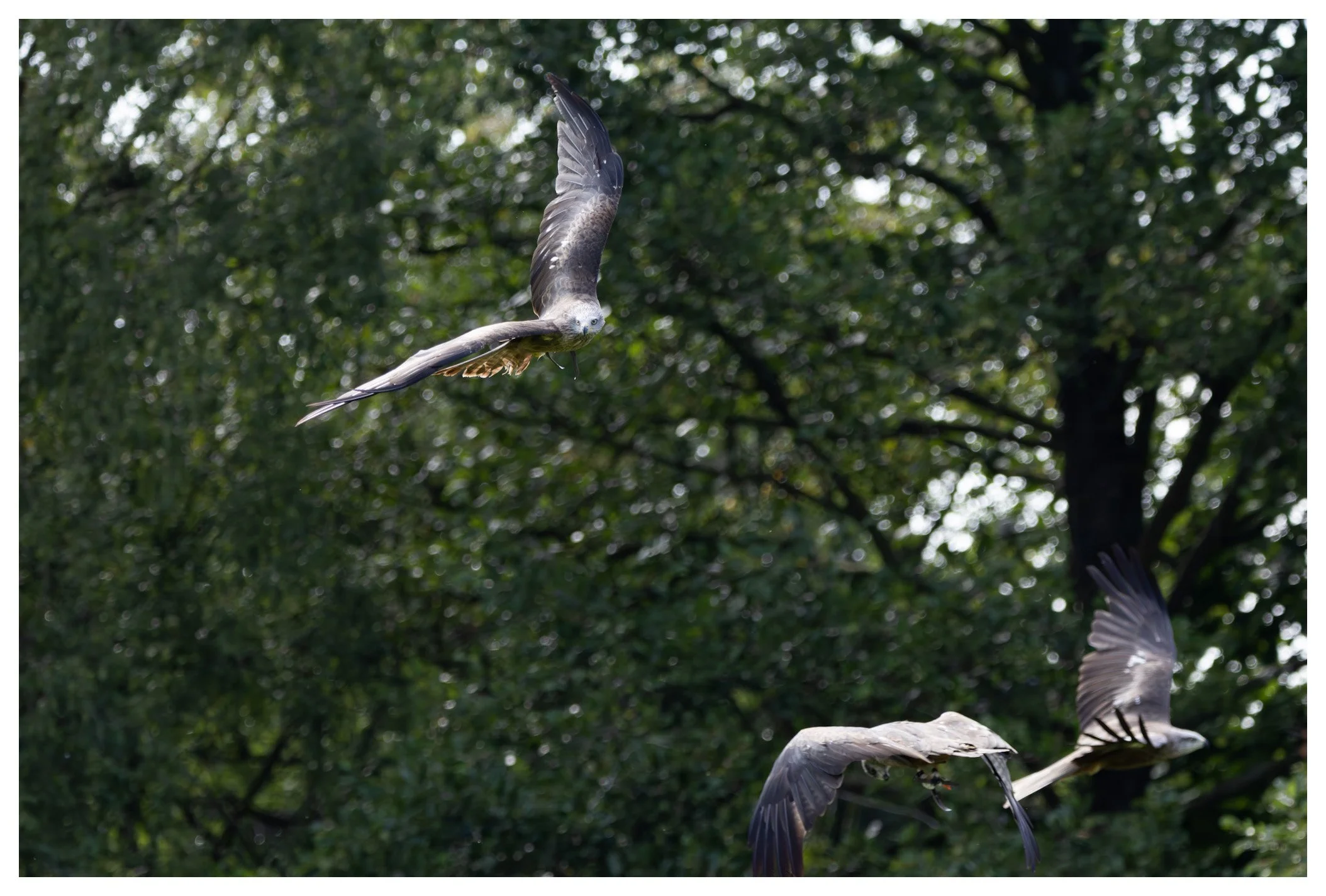 Three birds flying in a green, leafy forest.