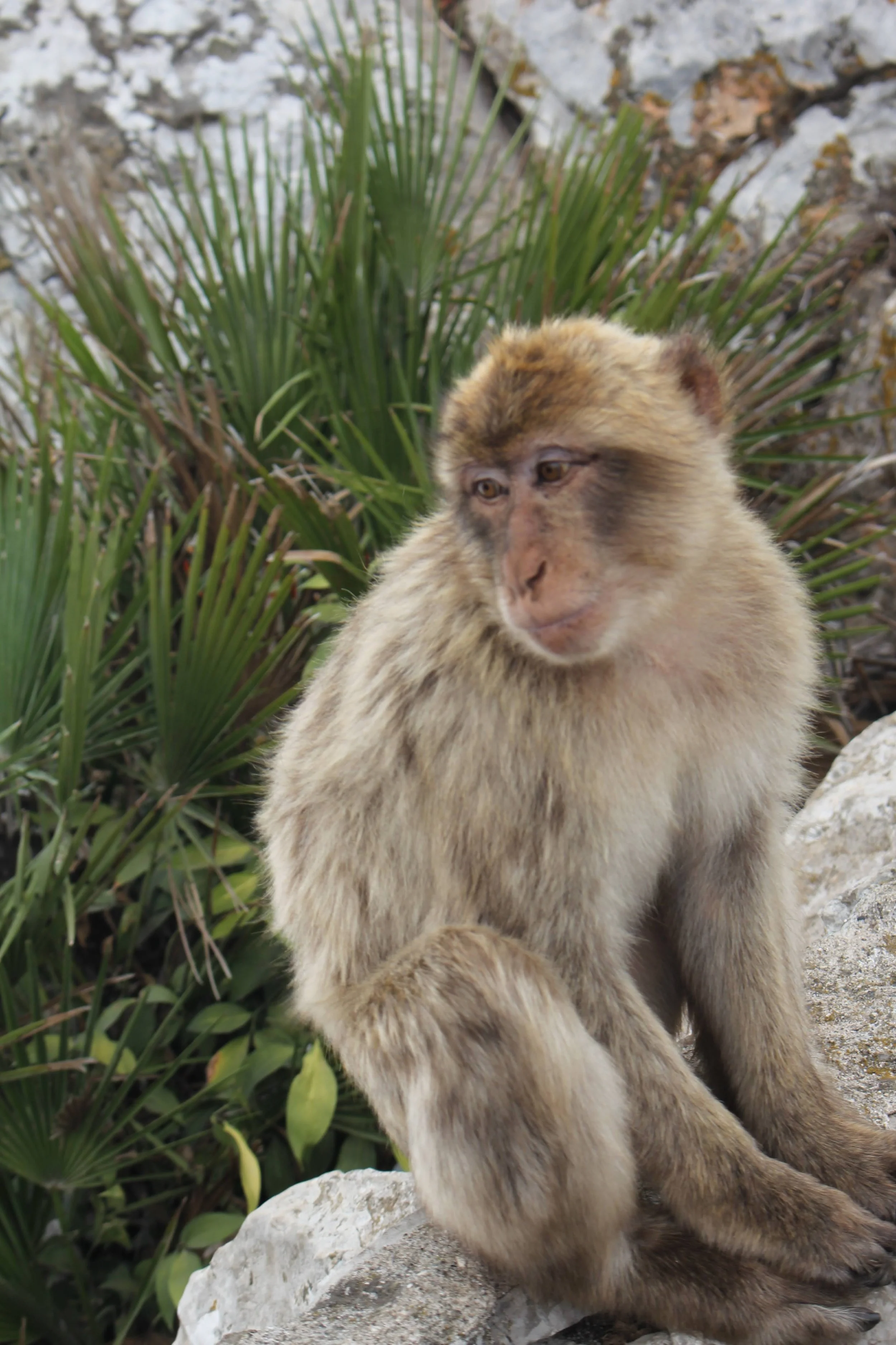 A monkey sitting on a rock with green plants and rocky background.