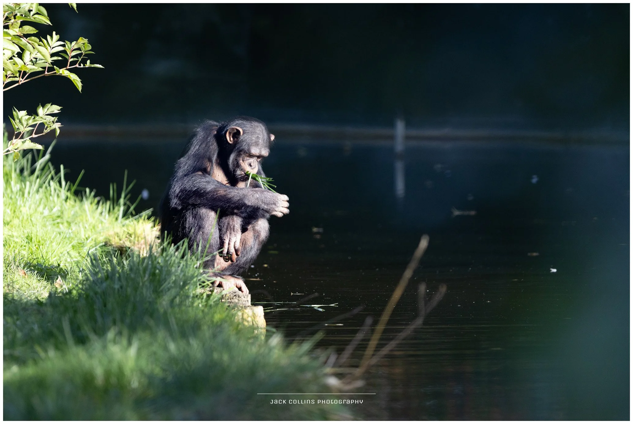 A young chimpanzee sitting on the grass by a body of water, holding and eating green plants.