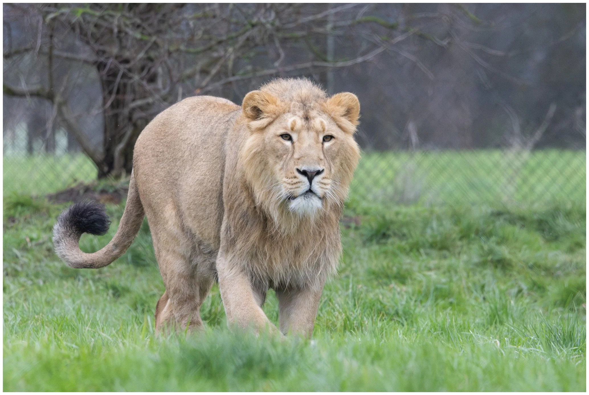 A lion walking on green grass in a zoo enclosure, with trees and a fence in the background.