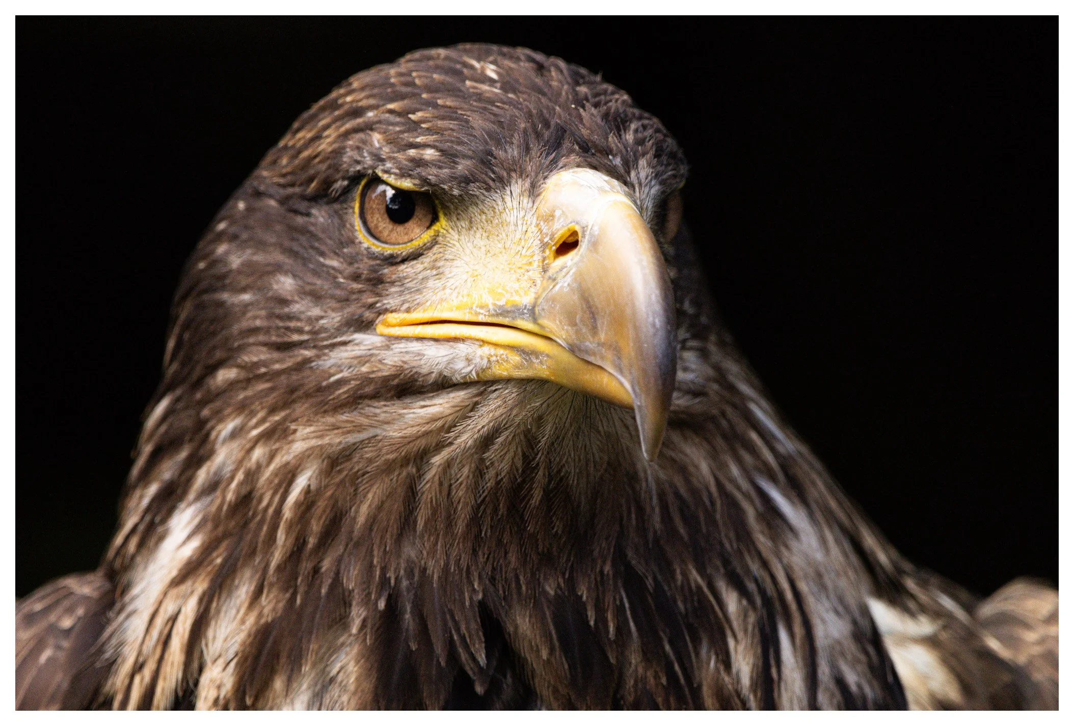 Close-up of a golden eagle's head with yellow eyes, beak, and brown feathers against a black background.