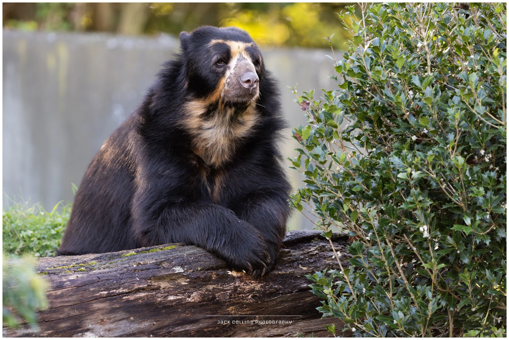 A bear resting on a fallen log next to green leafy bushes.