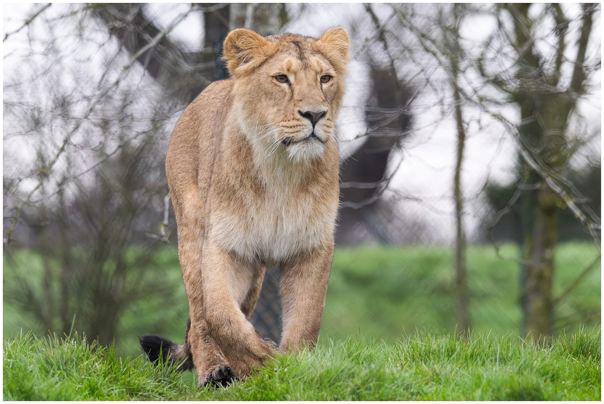 A lioness walking on grass with trees and a fence in the background.