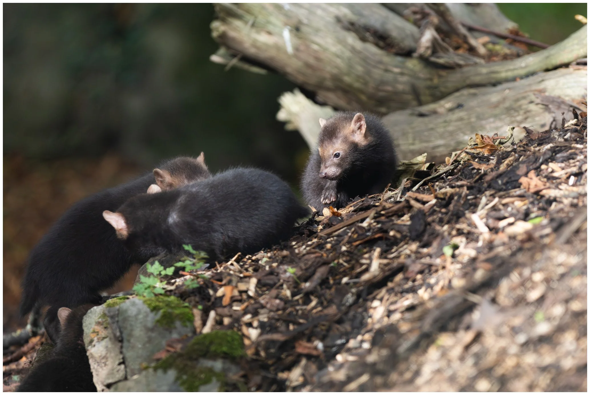 Group of small Eurasian minks exploring on forest floor with moss-covered rocks and fallen leaves