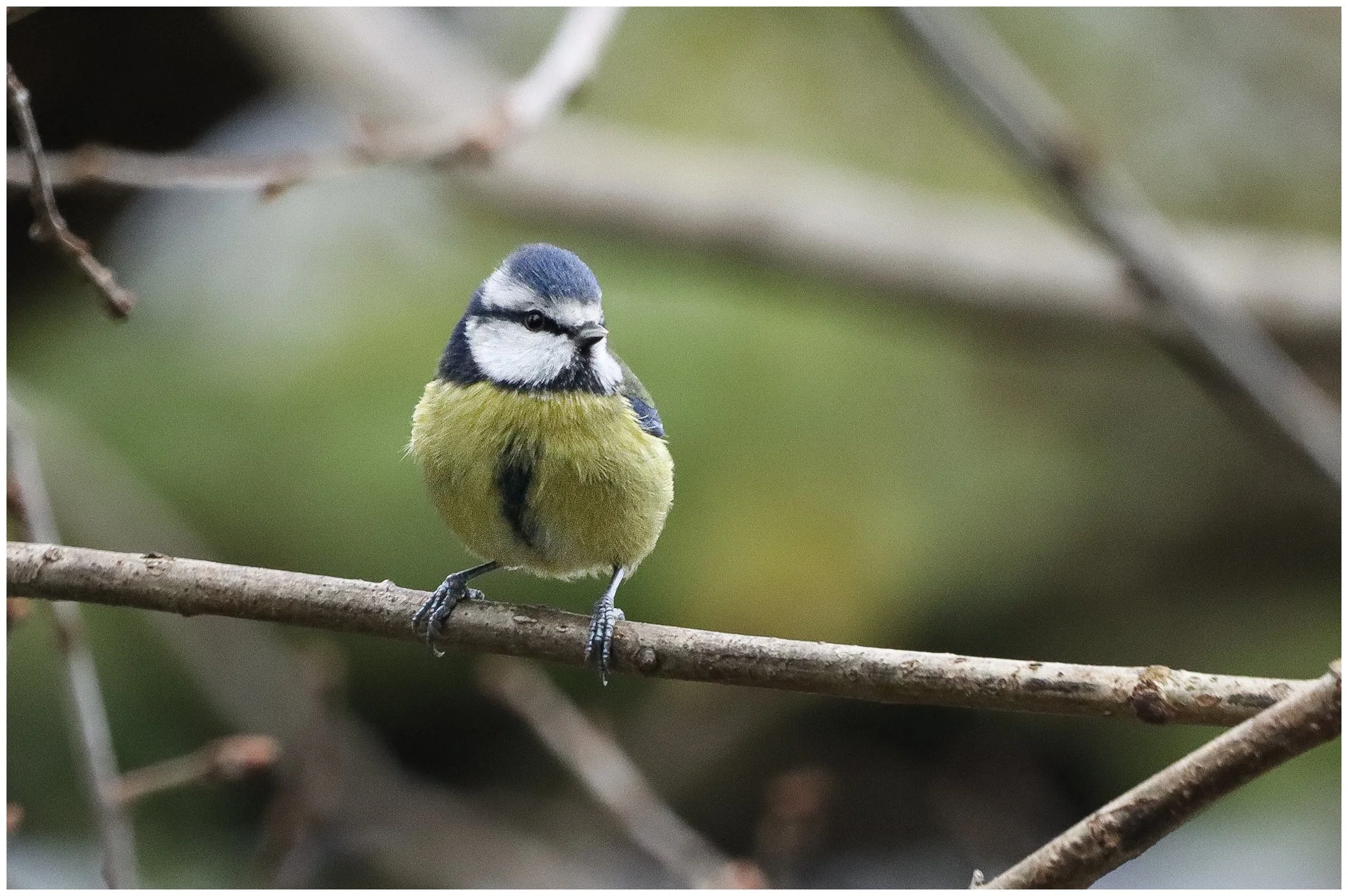 A small blue and yellow bird, likely a great tit, perched on a thin branch surrounded by blurred background of branches and leaves.